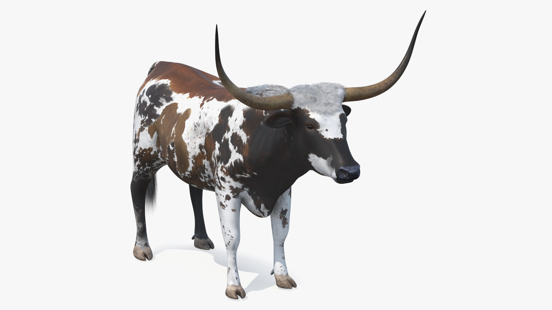 Texas Longhorn Mottled Brown Rigged for Cinema 4D 3D model