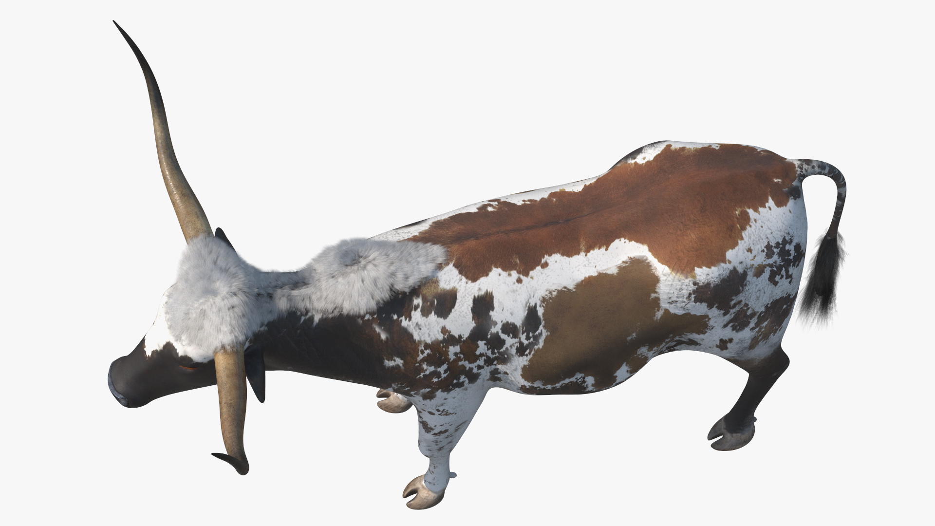 Texas Longhorn Mottled Brown Rigged for Cinema 4D 3D model