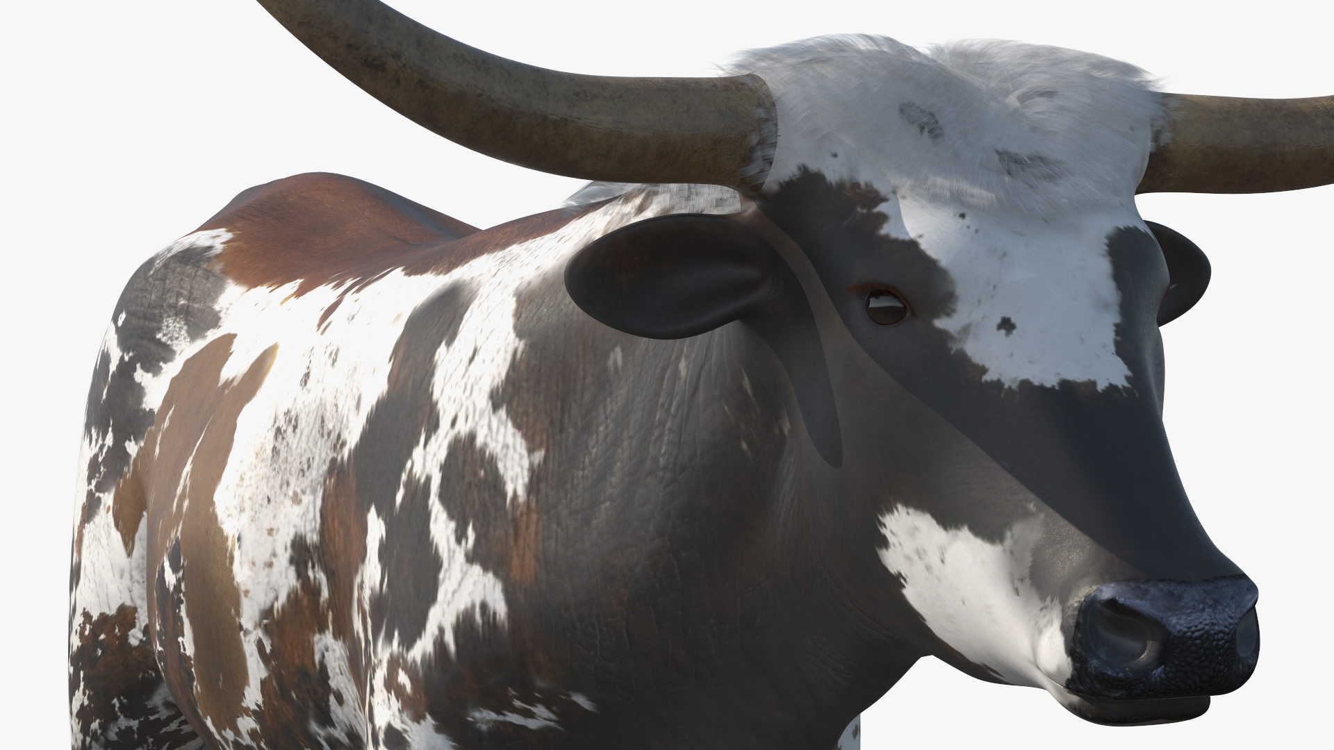 Texas Longhorn Mottled Brown Rigged for Cinema 4D 3D model