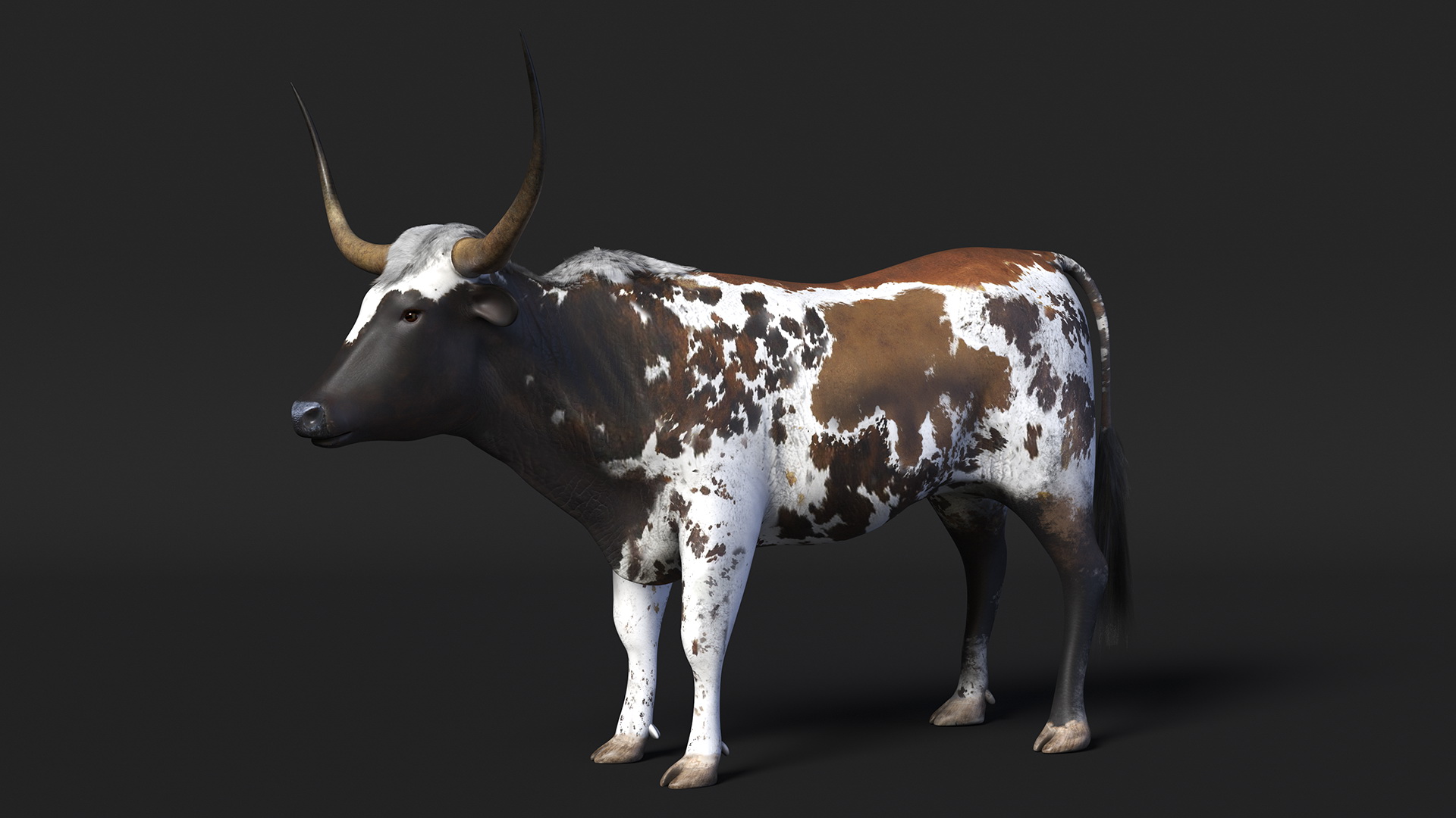 Texas Longhorn Mottled Brown Rigged for Cinema 4D 3D model