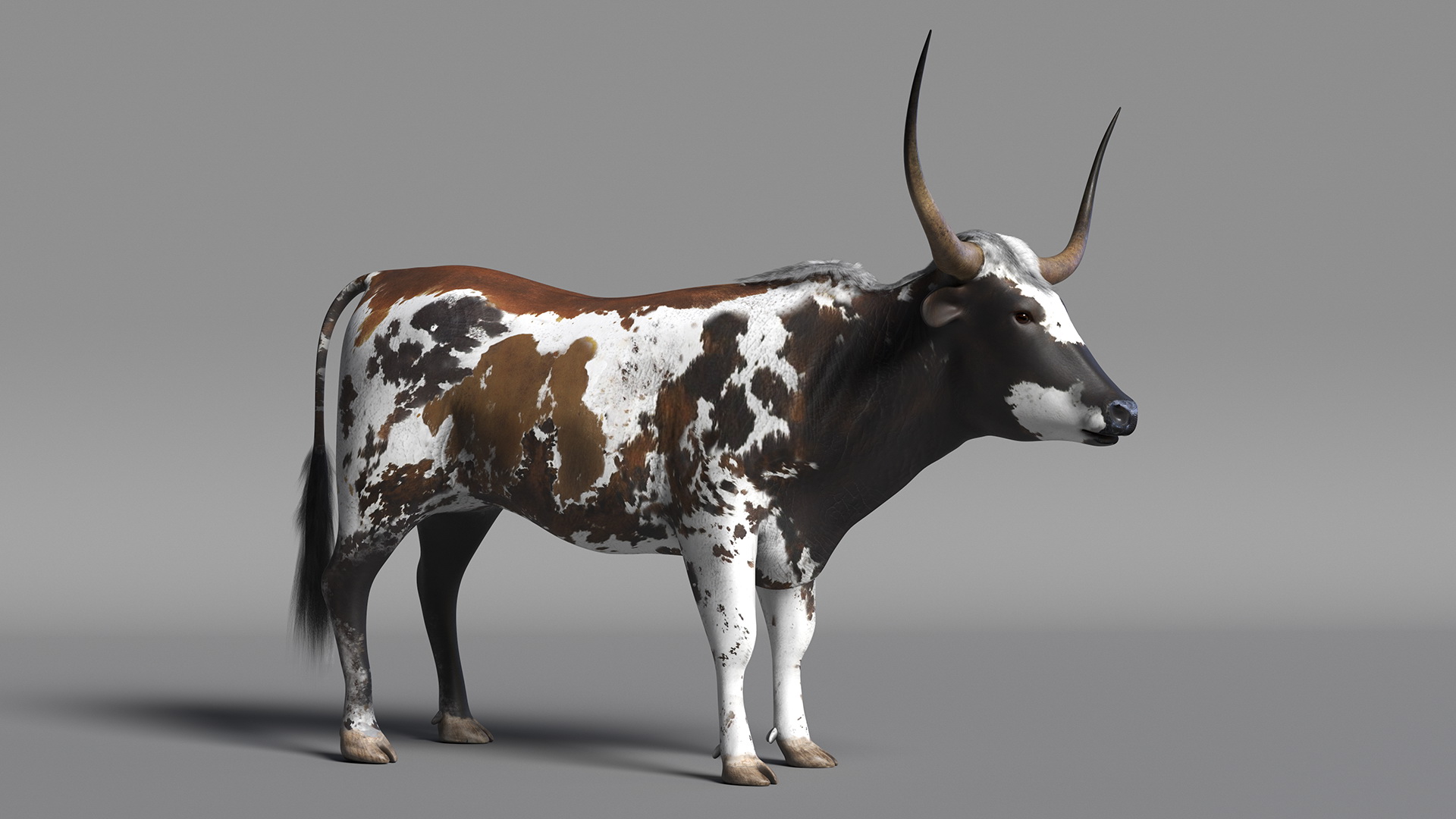 Texas Longhorn Mottled Brown Rigged for Cinema 4D 3D model