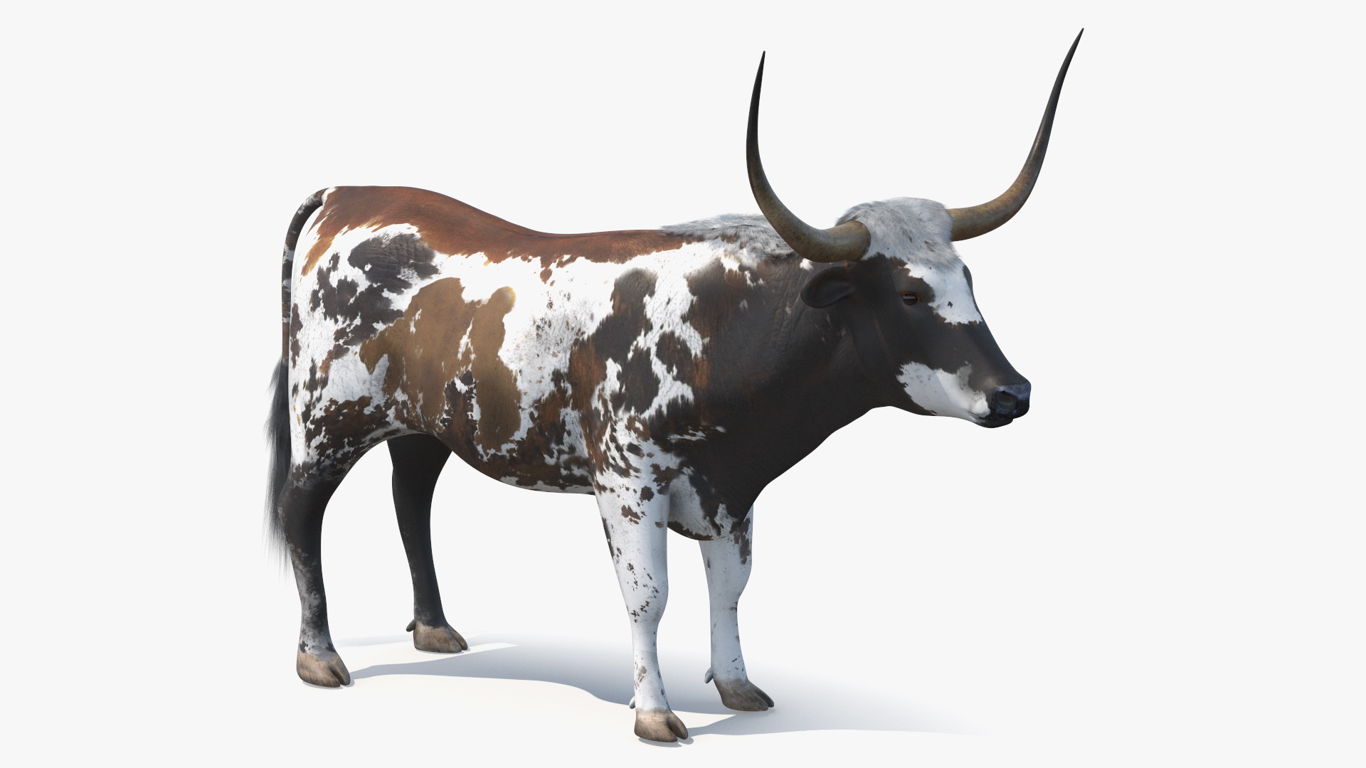 Texas Longhorn Mottled Brown Rigged for Cinema 4D 3D model