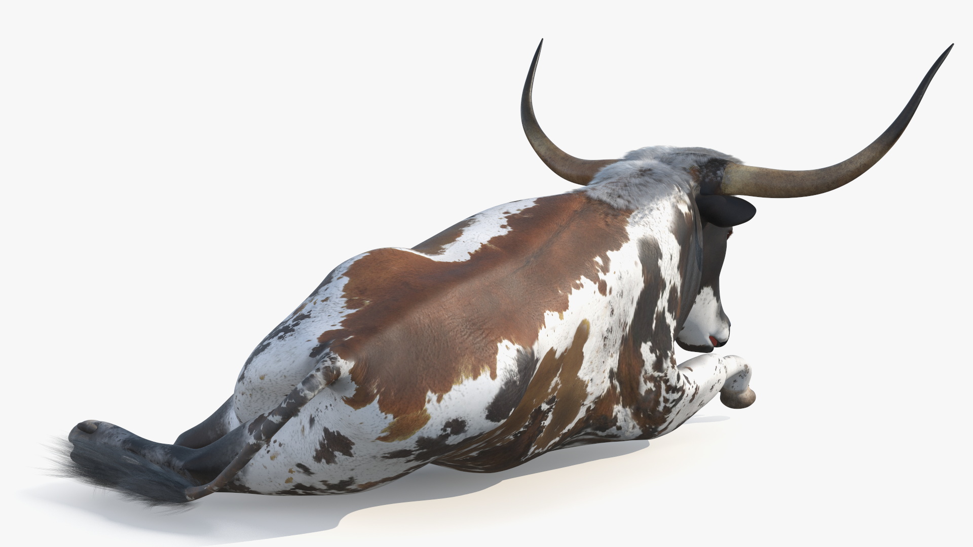 Texas Longhorn Mottled Brown Rigged for Cinema 4D 3D model