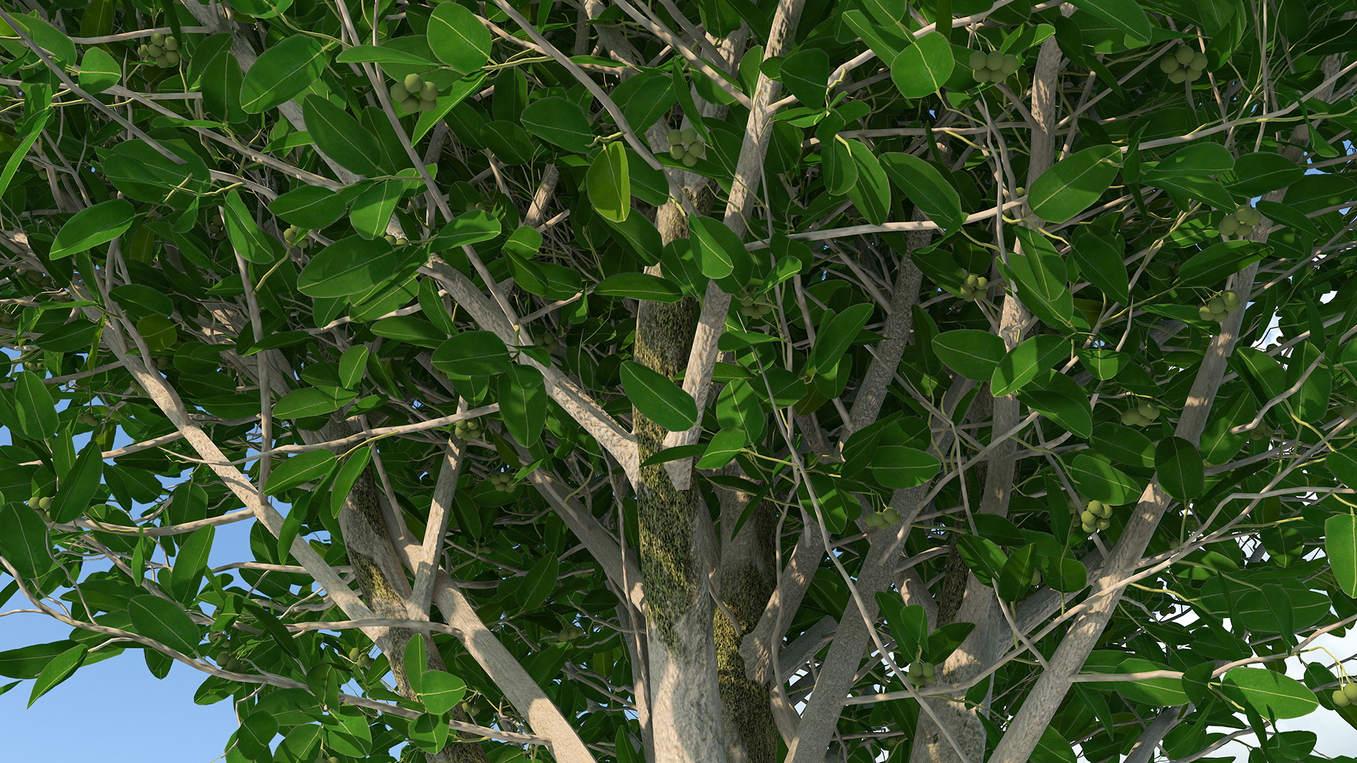 Calophyllum Antillanum 3D