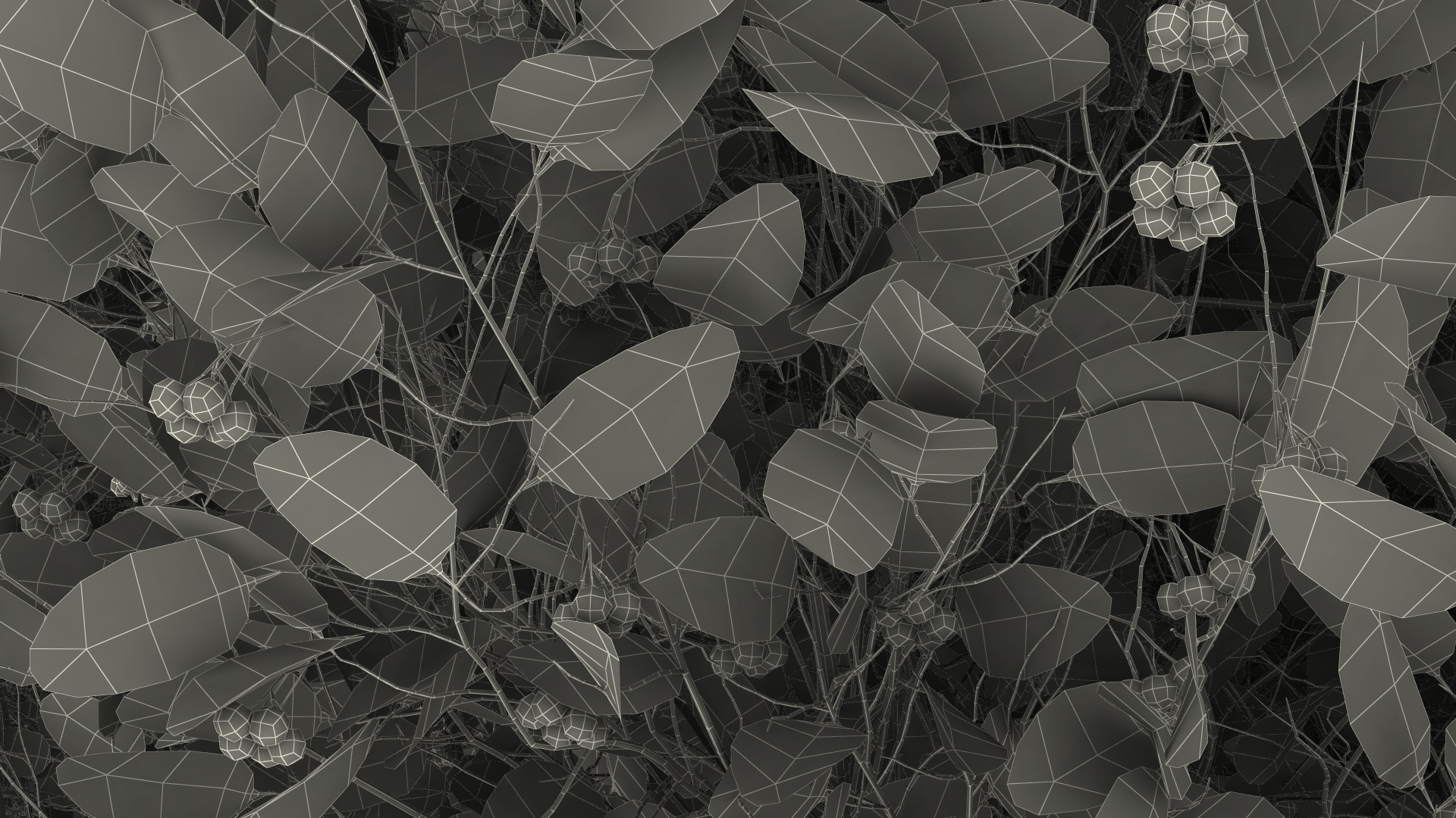 Calophyllum Antillanum 3D