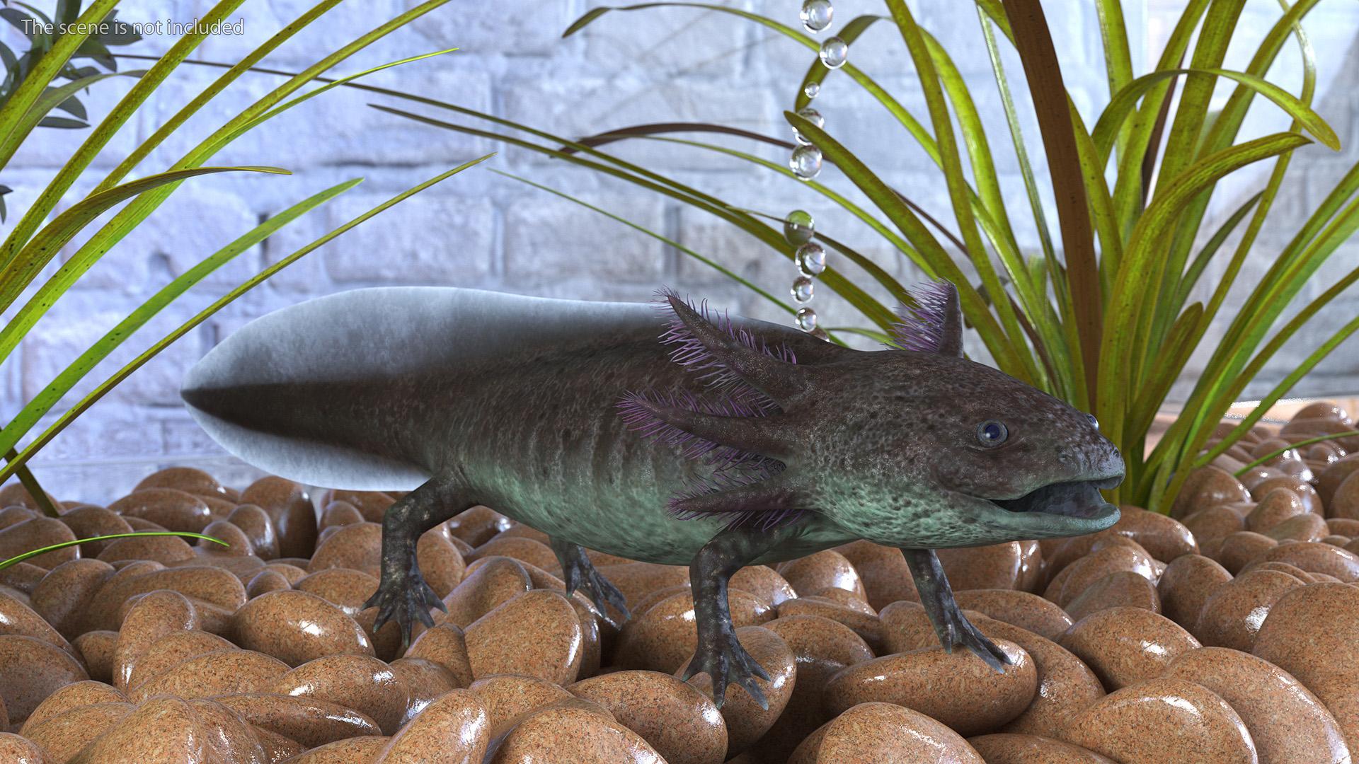 3D Brown Mexican Axolotl
