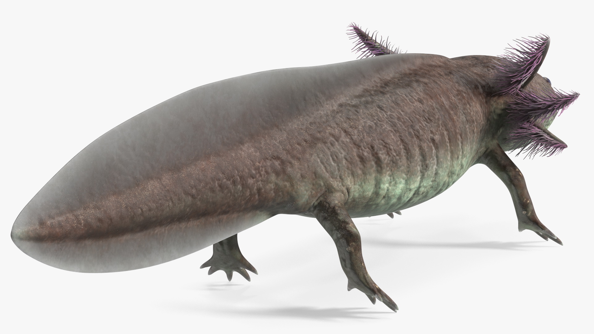 3D Brown Mexican Axolotl