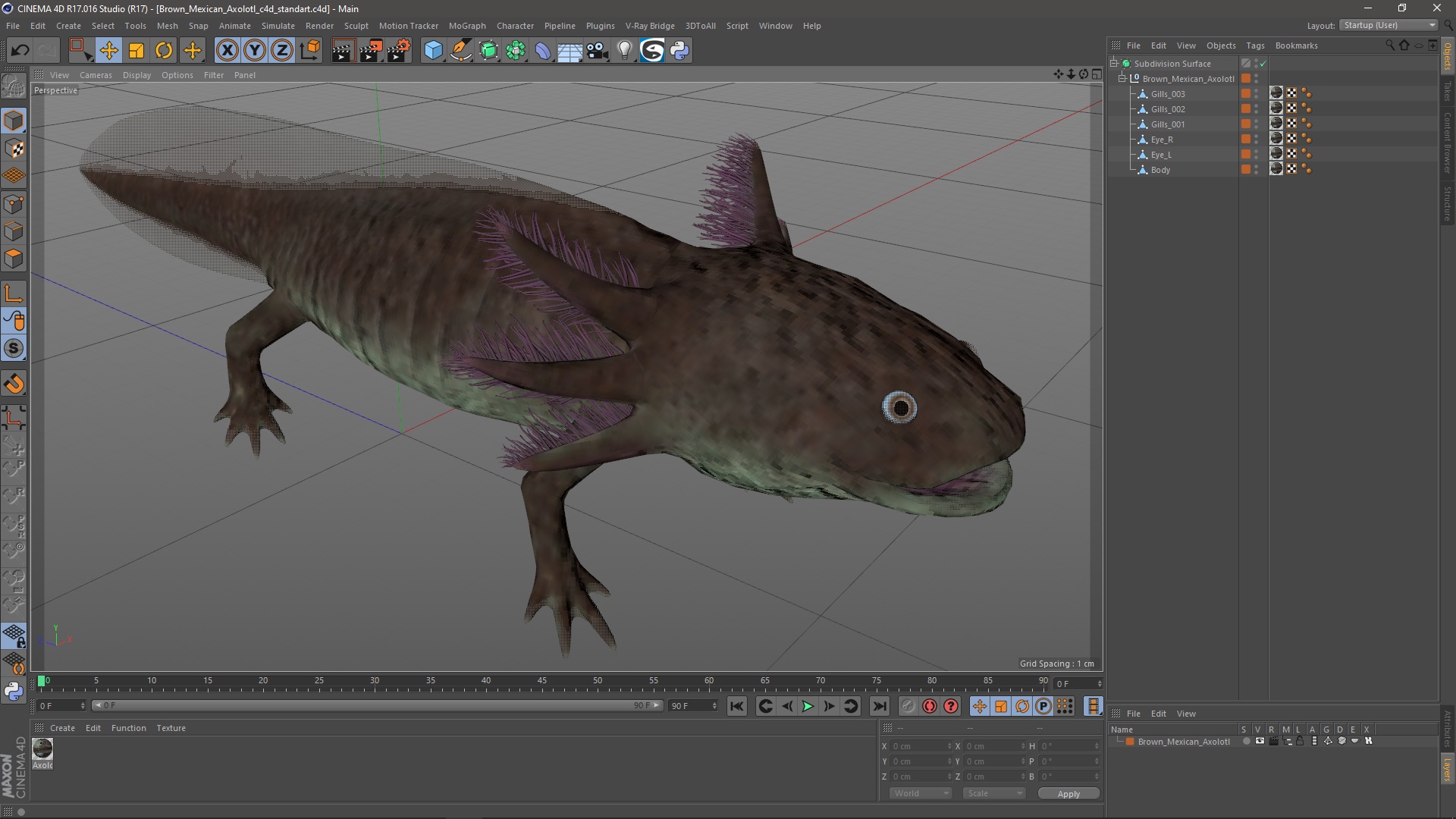 3D Brown Mexican Axolotl