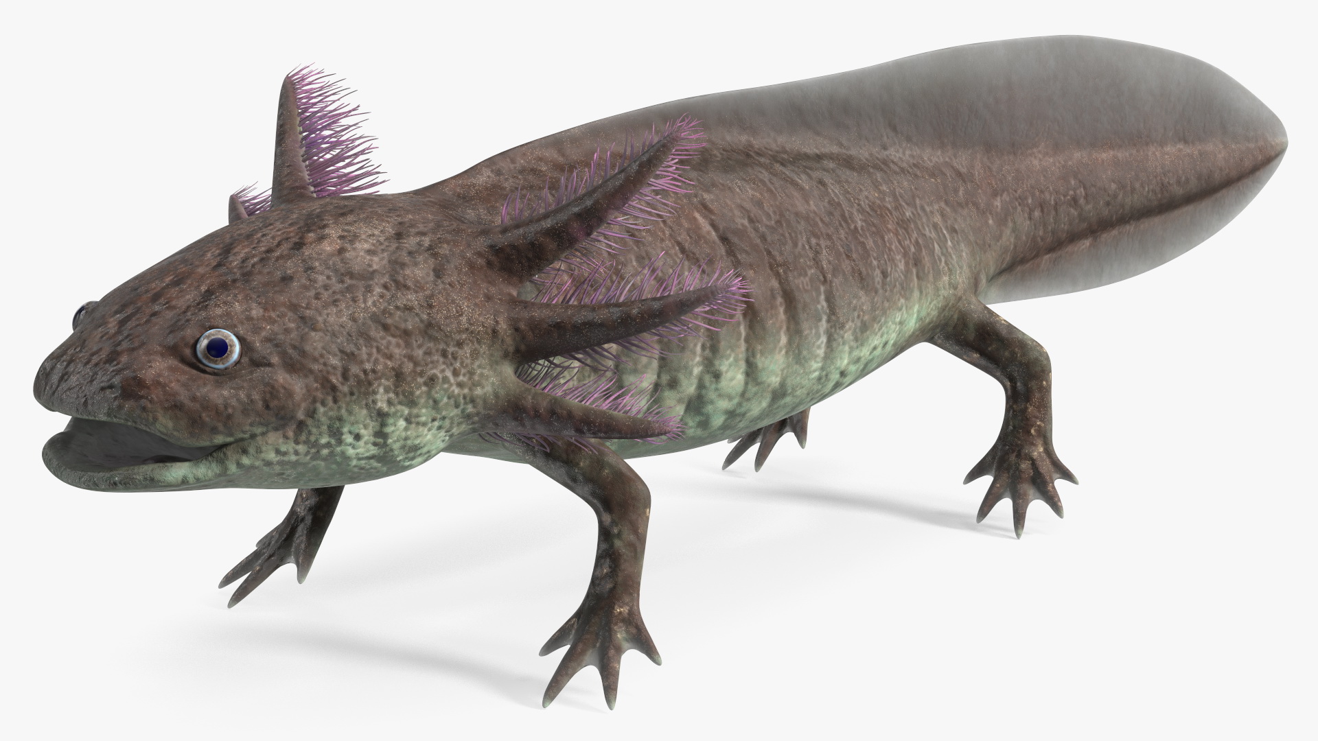 3D Brown Mexican Axolotl