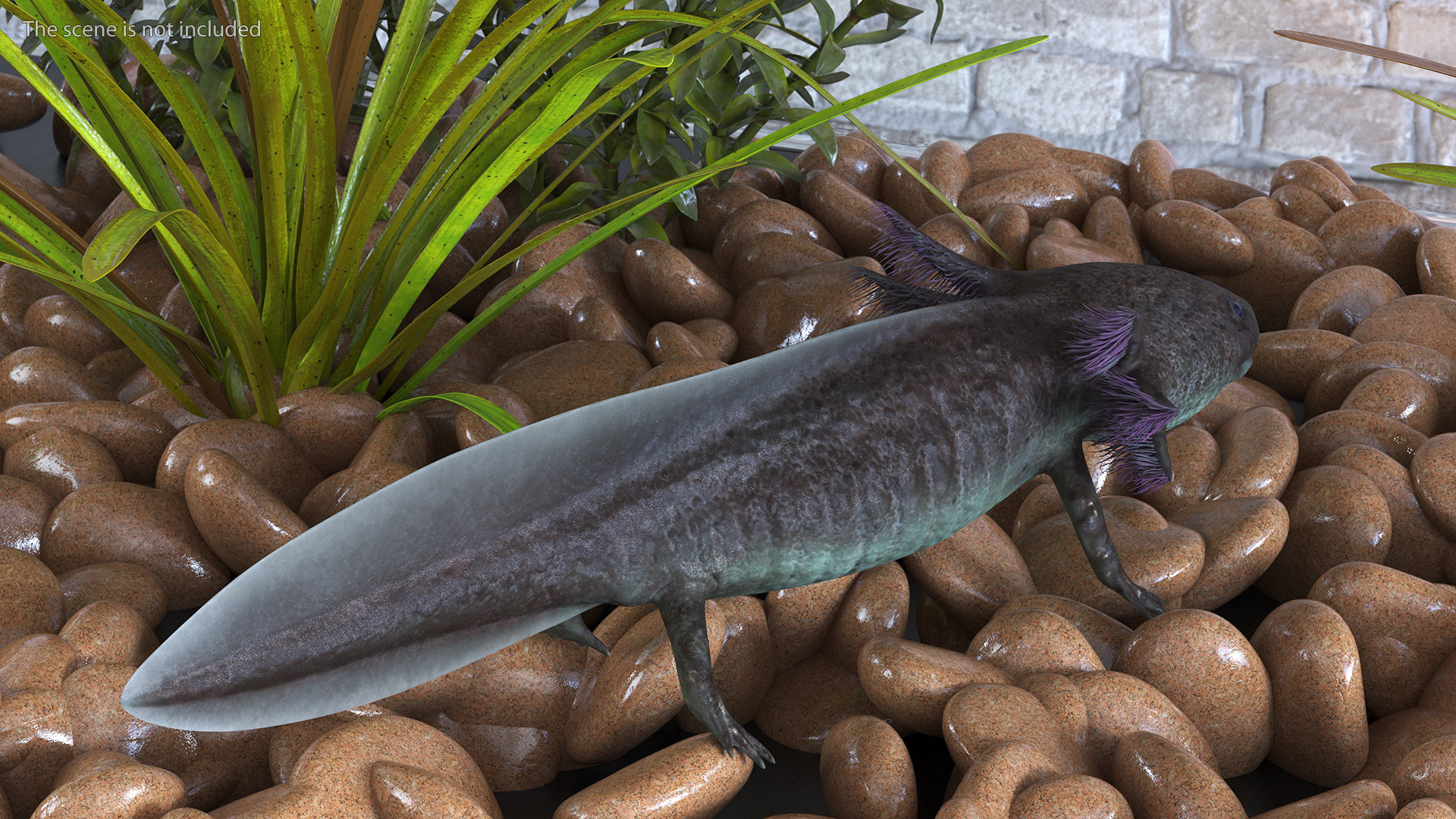 3D Brown Mexican Axolotl