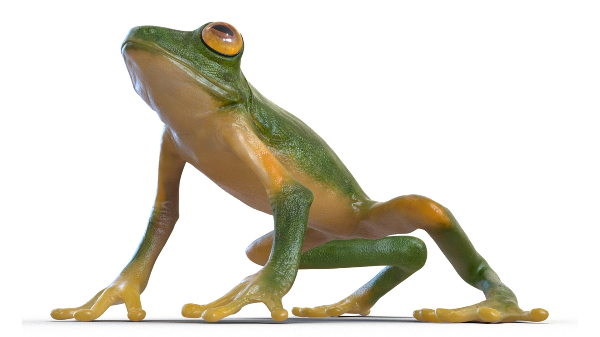 3D model Realistic Tree Frog Rigged for Cinema 4D