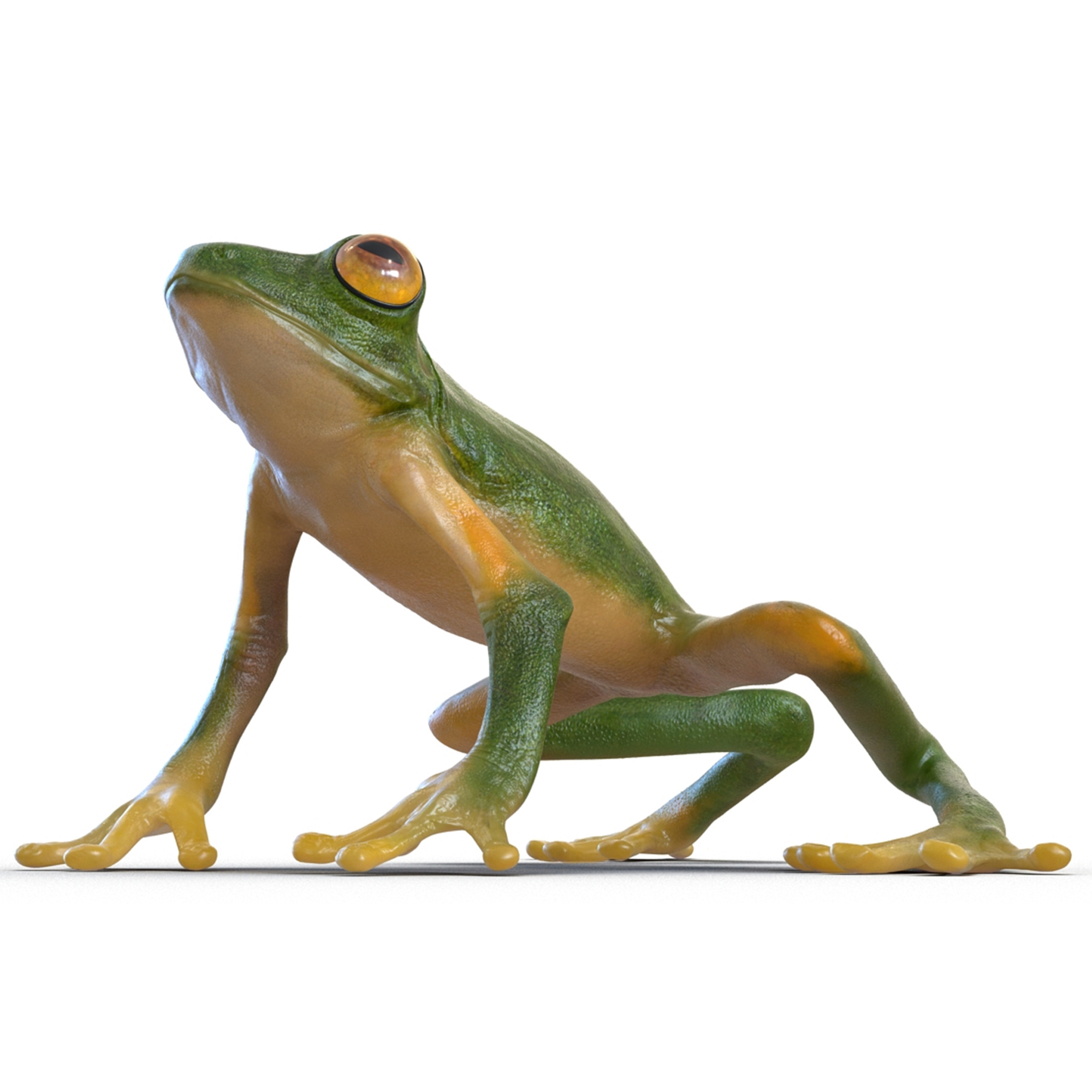 3D model Realistic Tree Frog Rigged for Cinema 4D