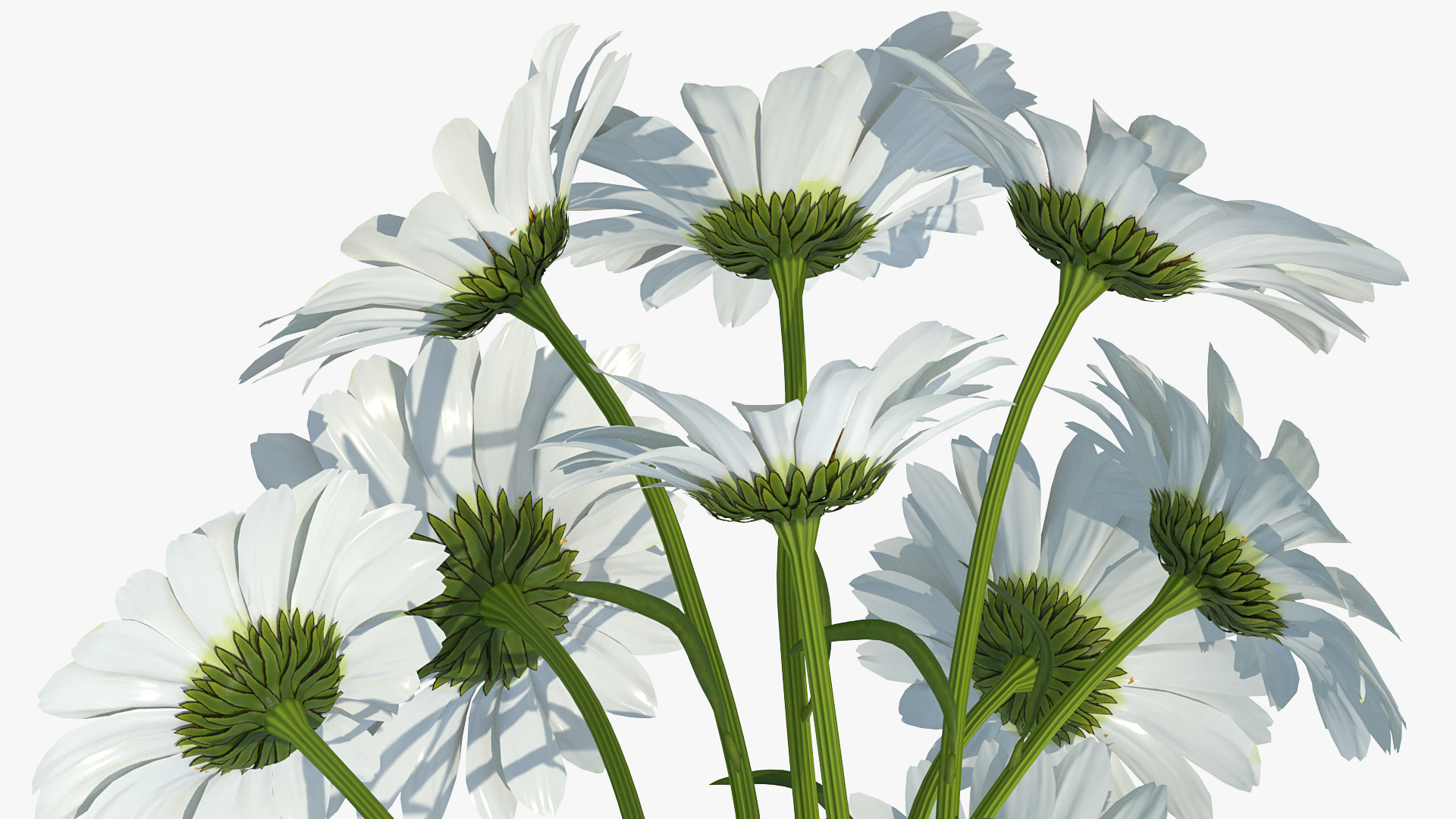 3D Bouquet of Chamomile Flowers model