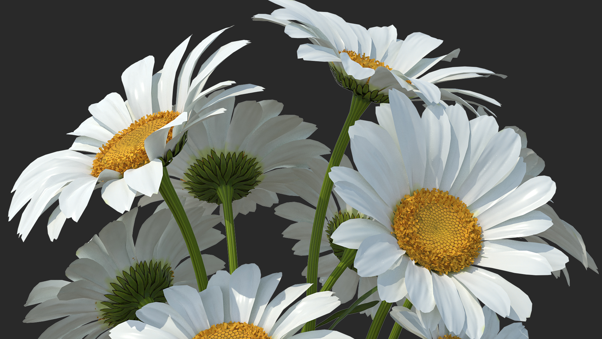 3D Bouquet of Chamomile Flowers model