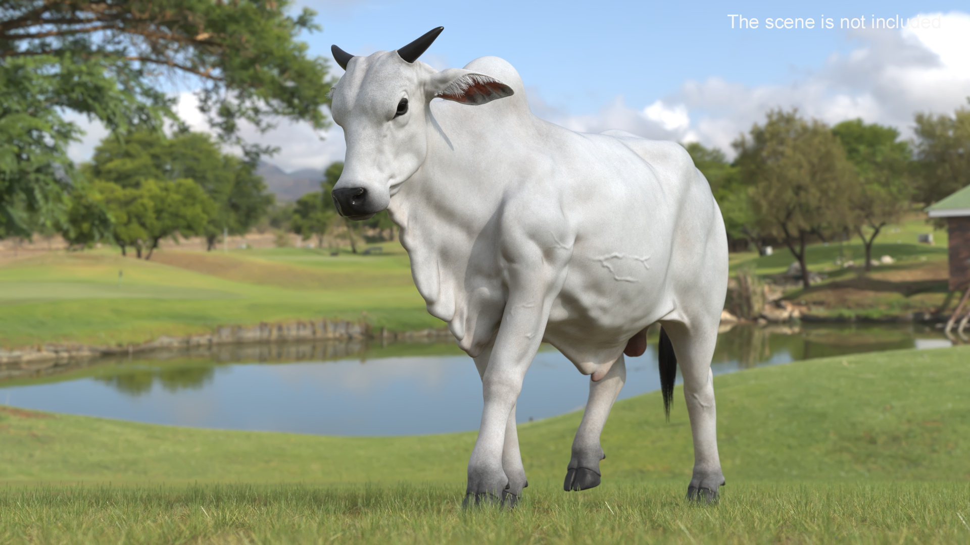 3D Zebu Cattle Male Walking Fur model