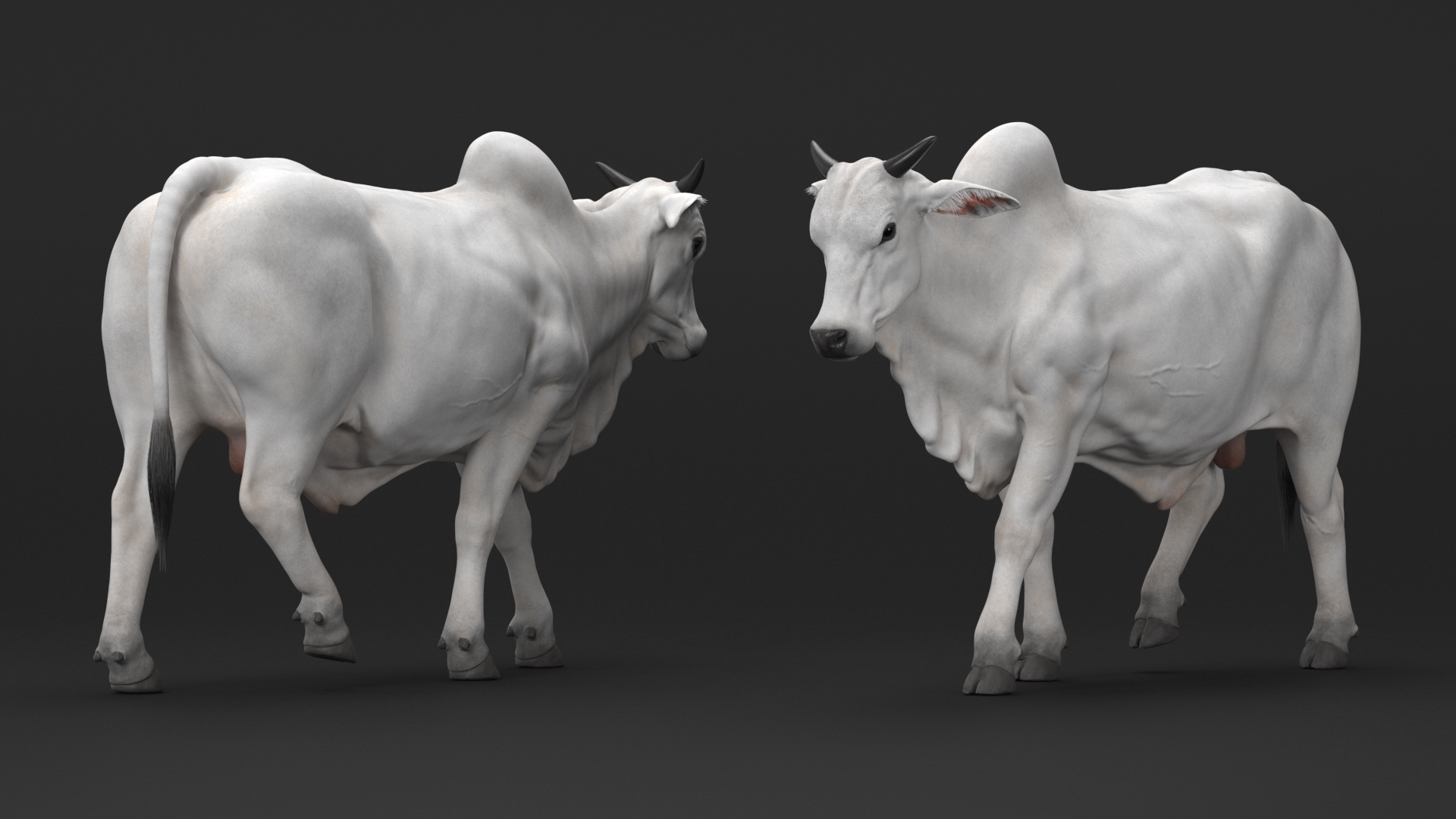 3D Zebu Cattle Male Walking Fur model
