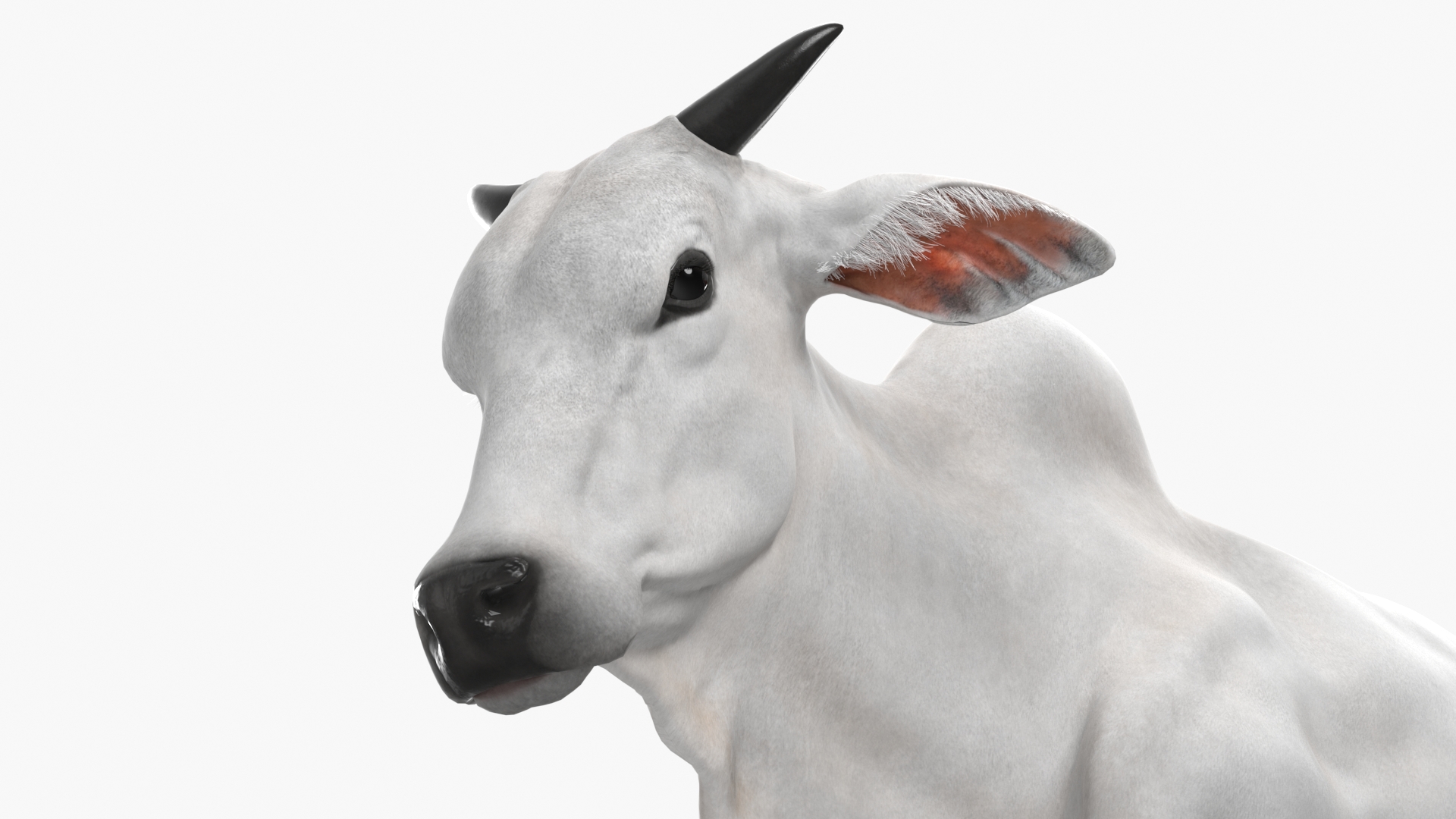 3D Zebu Cattle Male Walking Fur model
