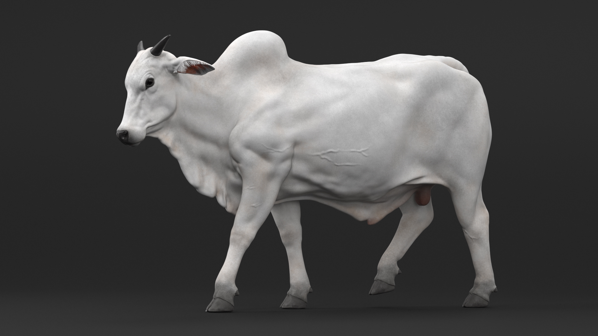 3D Zebu Cattle Male Walking Fur model