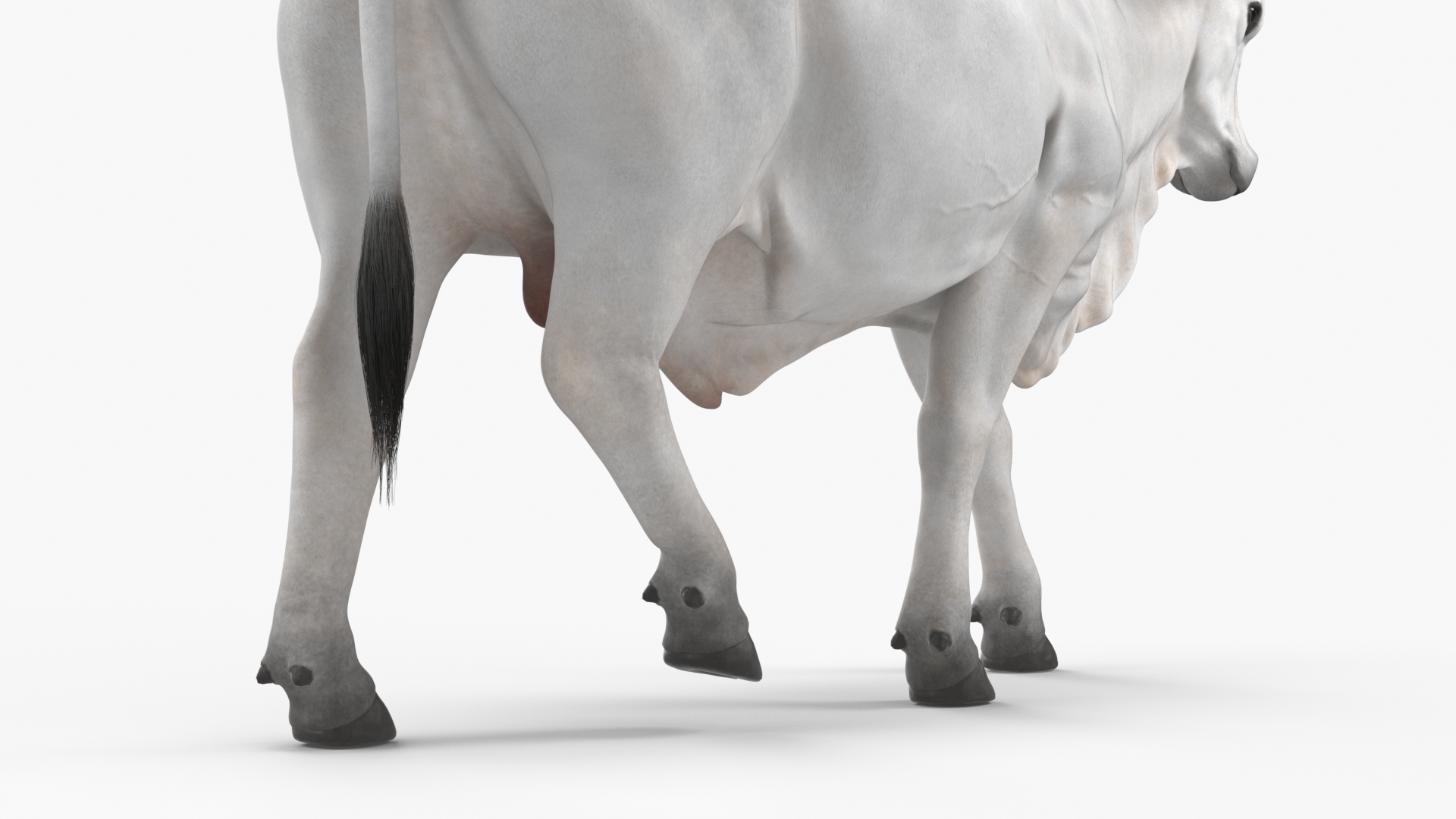 3D Zebu Cattle Male Walking Fur model