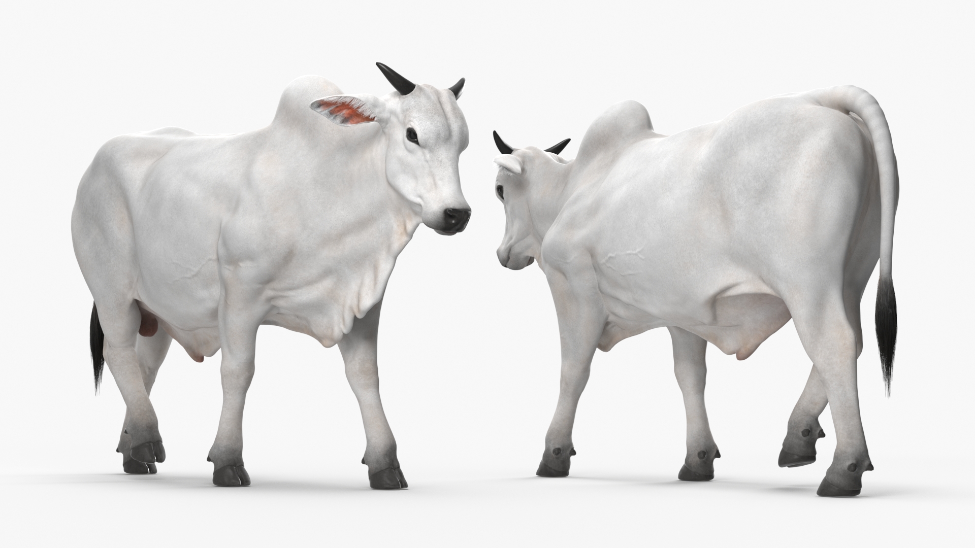 3D Zebu Cattle Male Walking Fur model