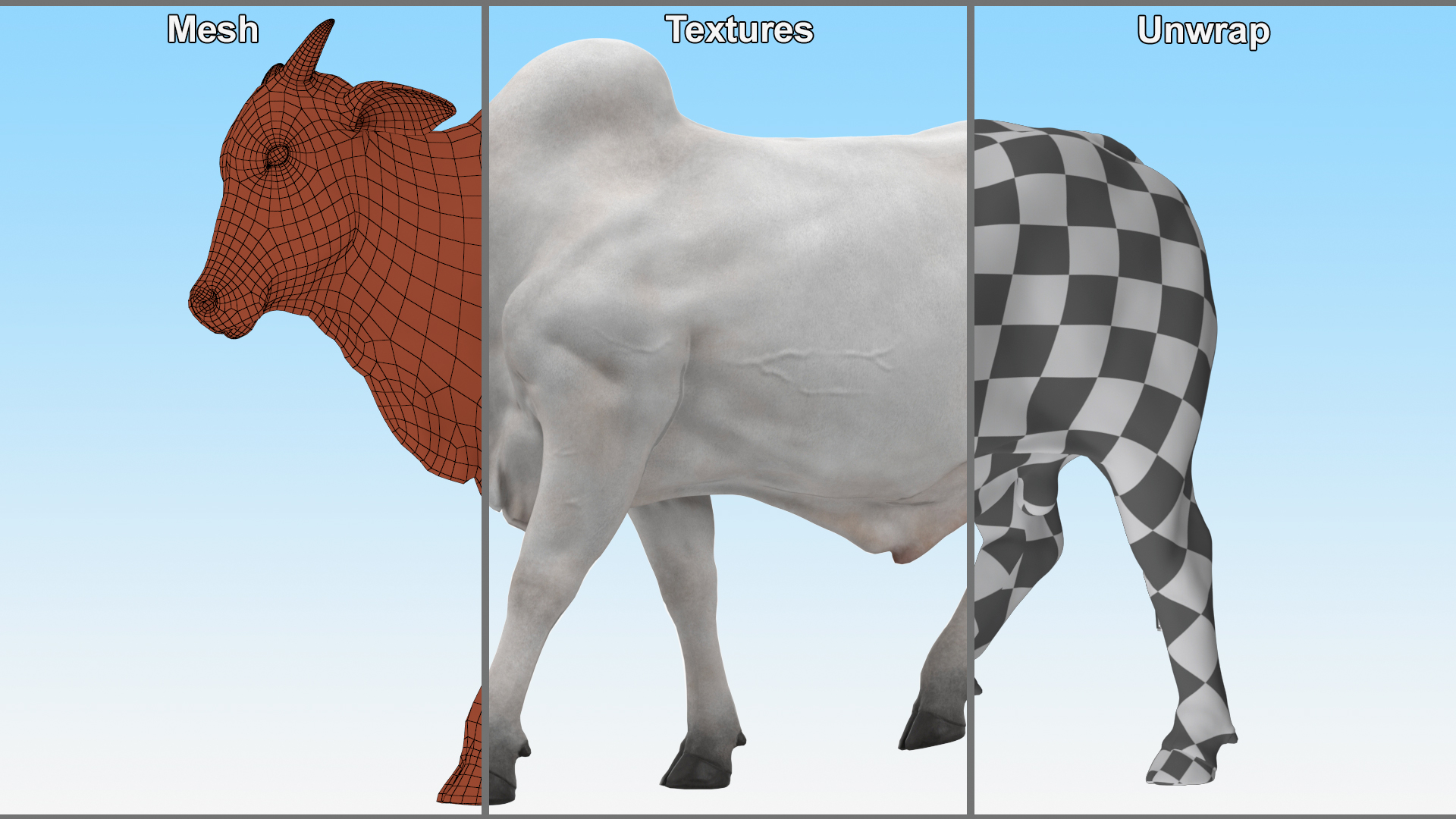 3D Zebu Cattle Male Walking Fur model