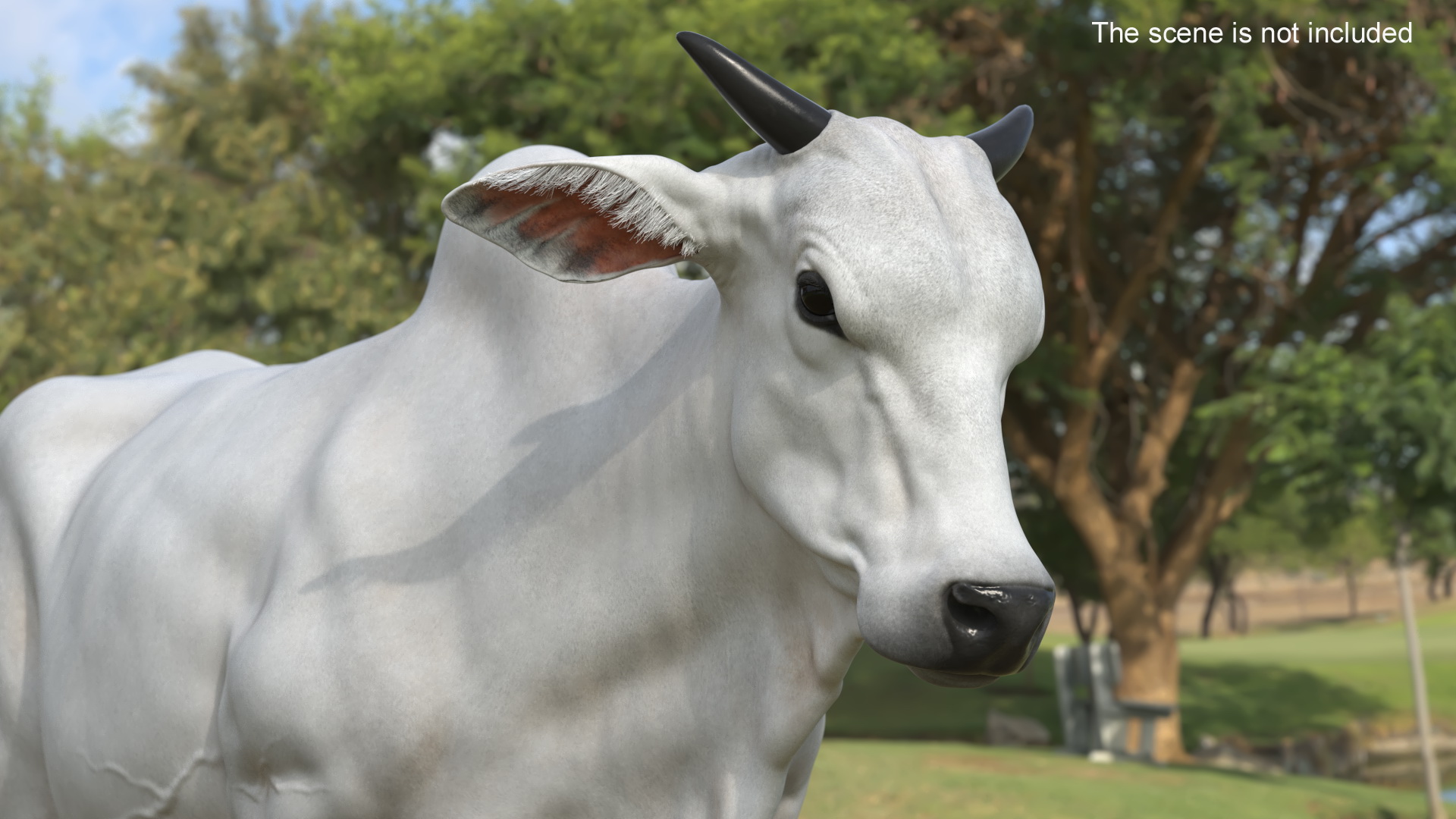 3D Zebu Cattle Male Walking Fur model