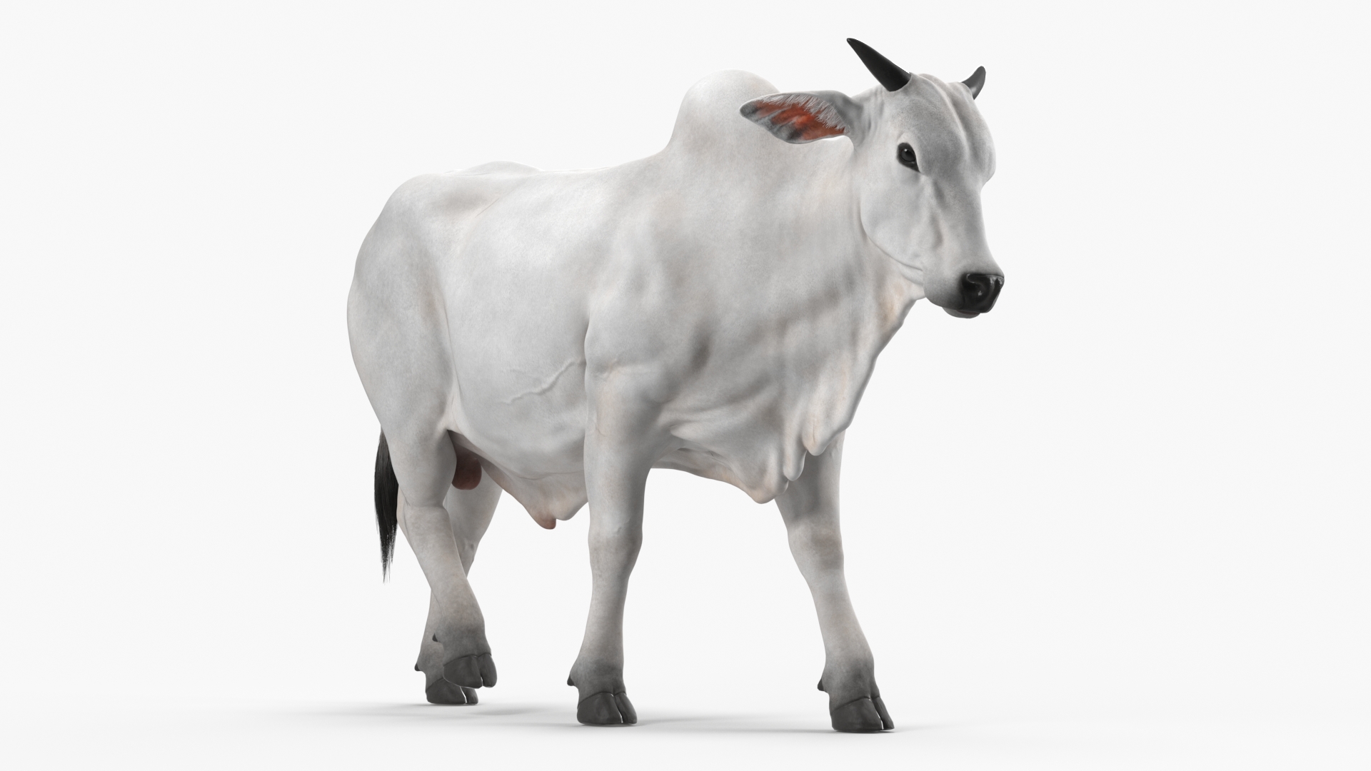 3D Zebu Cattle Male Walking Fur model