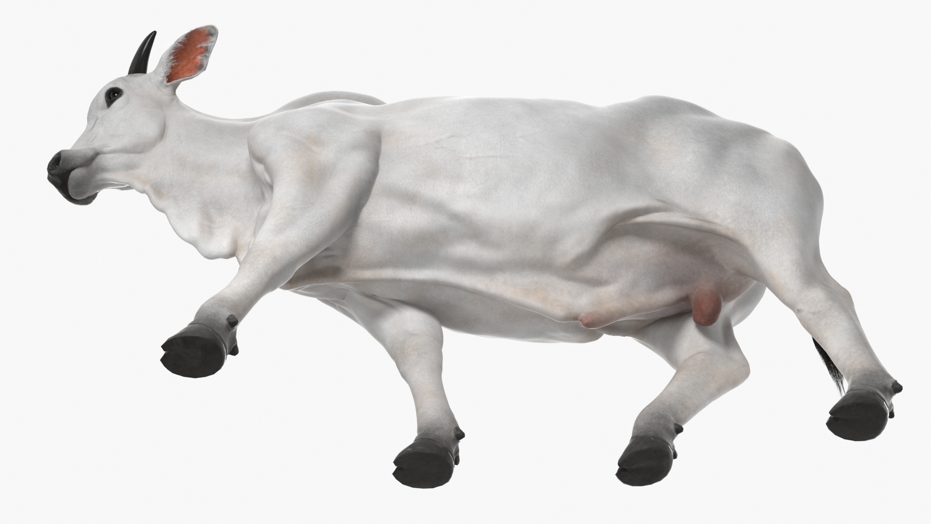 3D Zebu Cattle Male Walking Fur model