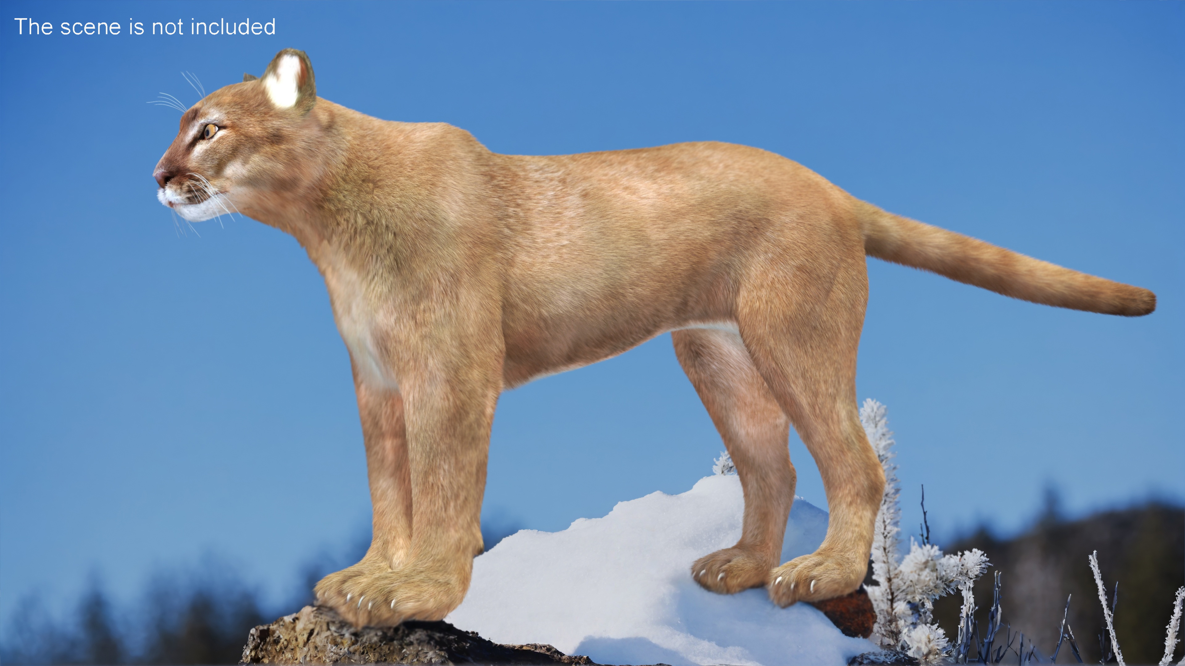 3D model Puma Fur Rigged