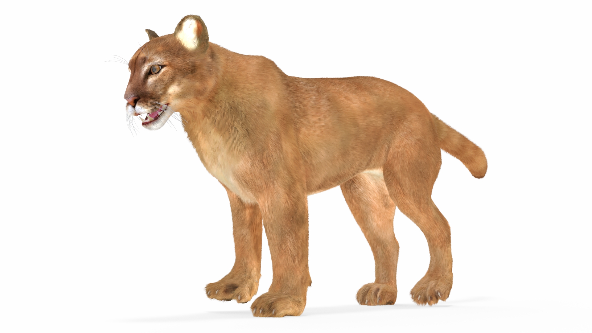 3D model Puma Fur Rigged