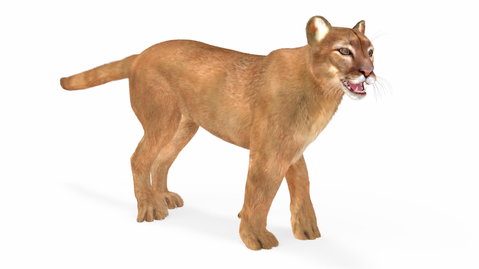 3D model Puma Fur Rigged