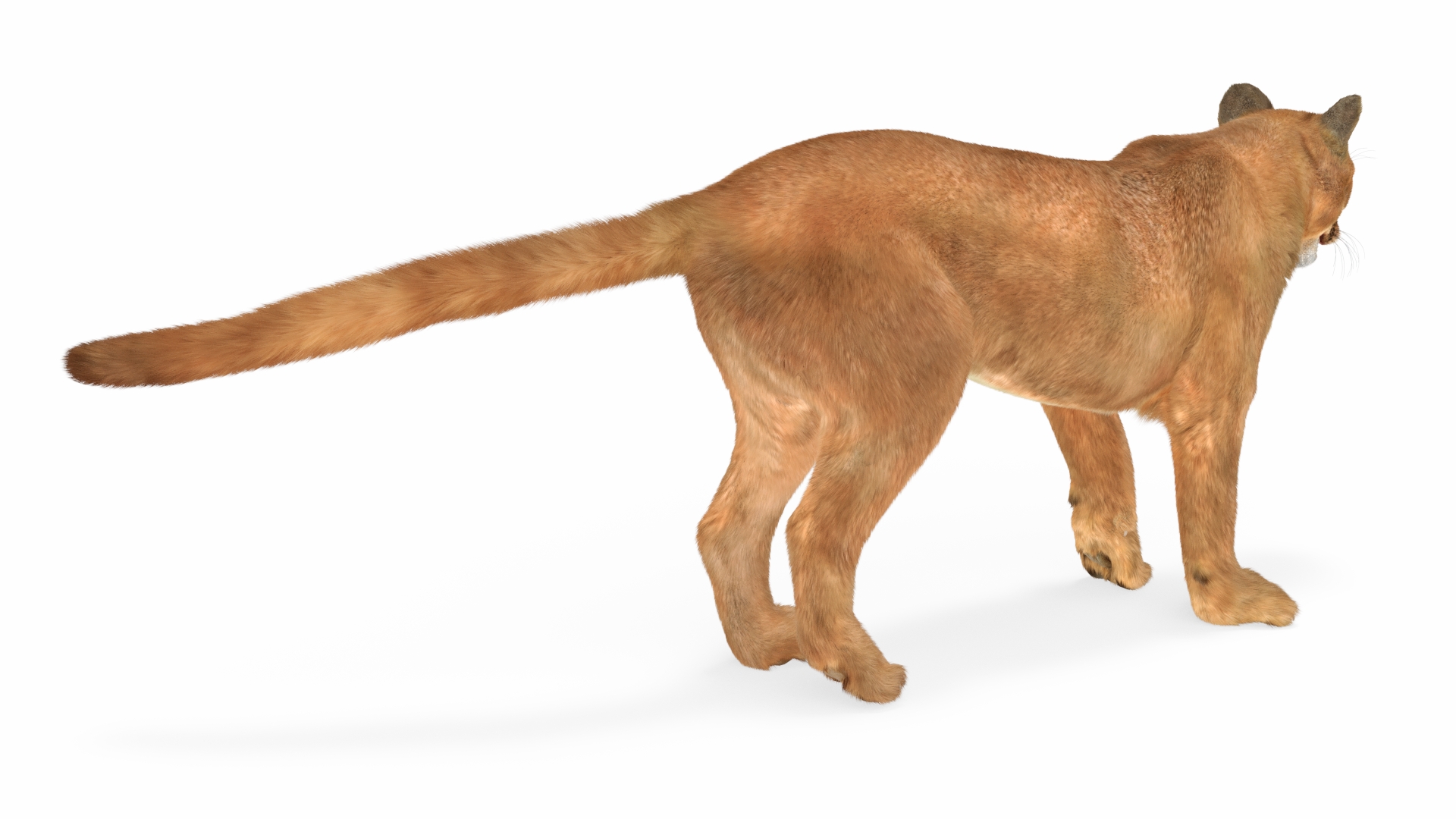 3D model Puma Fur Rigged
