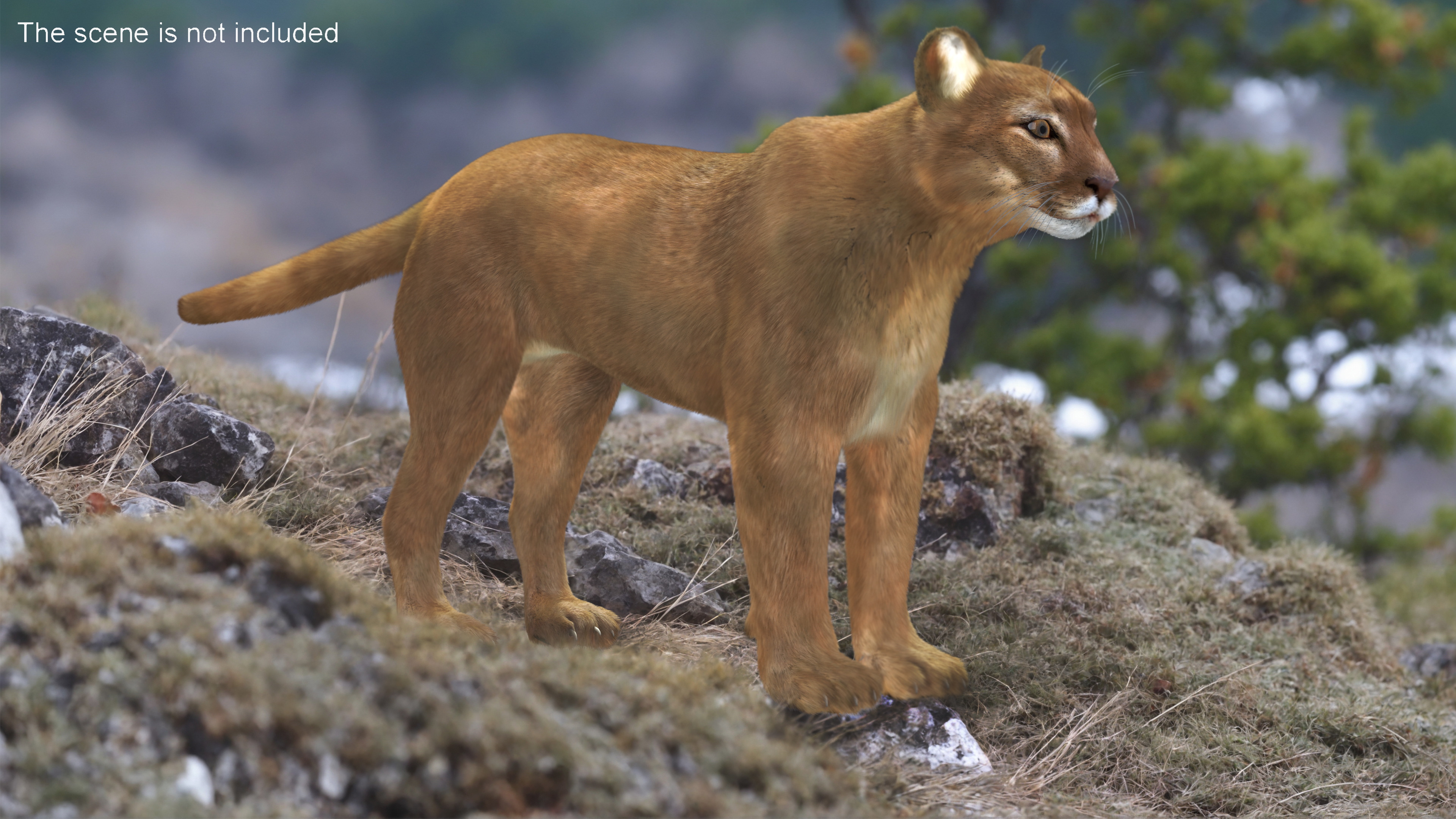 3D model Puma Fur Rigged