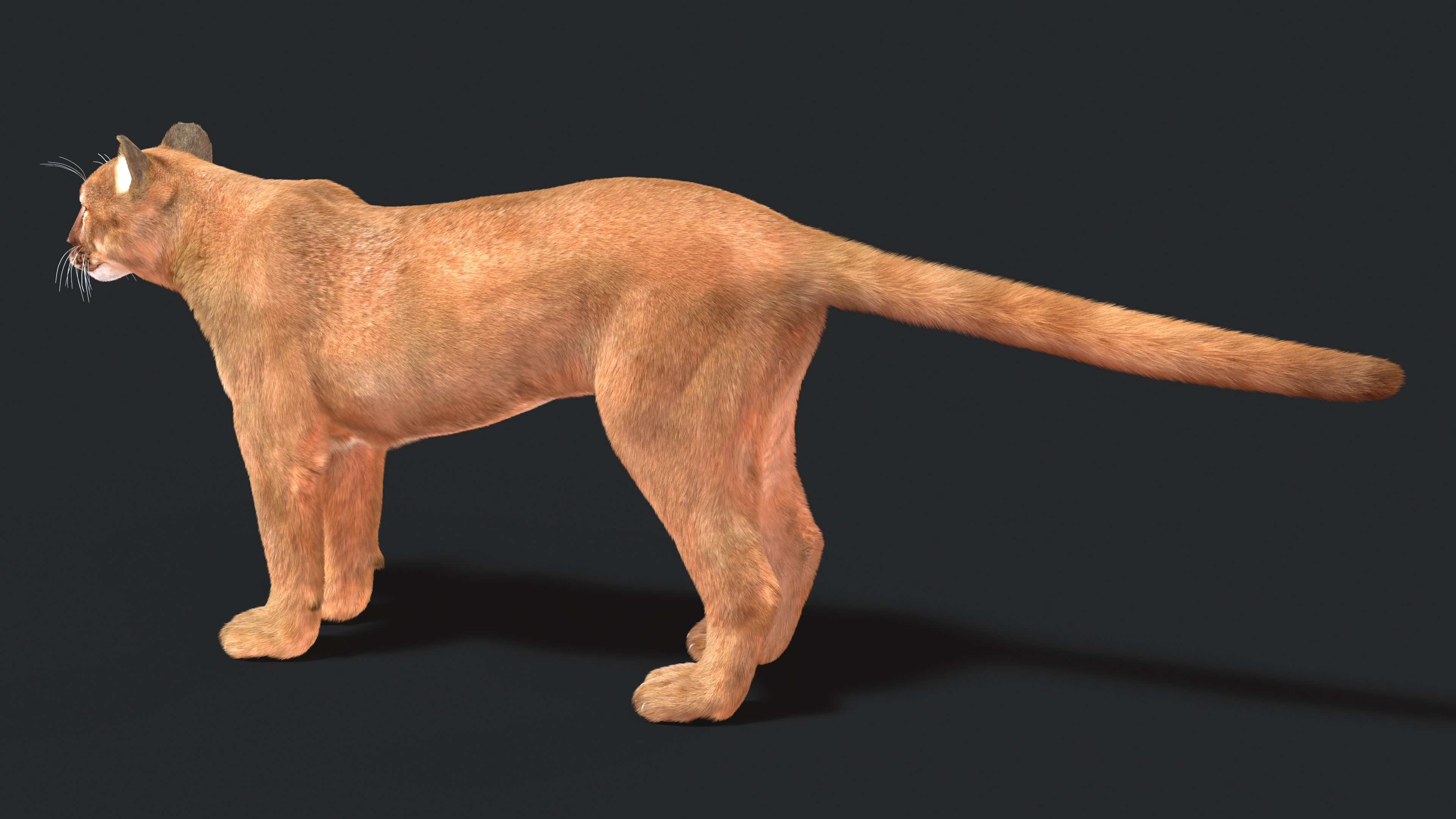 3D model Puma Fur Rigged