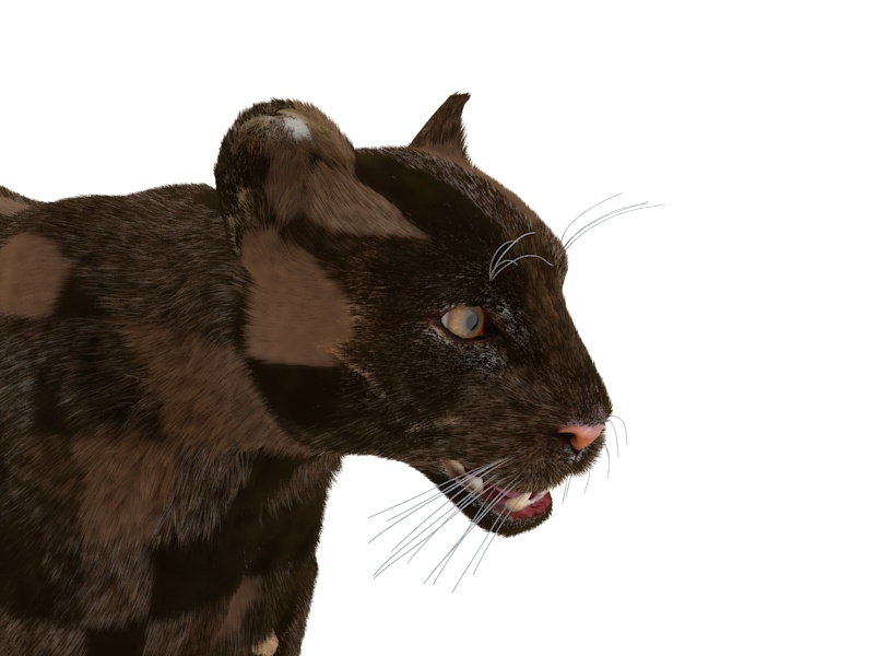 3D model Puma Fur Rigged