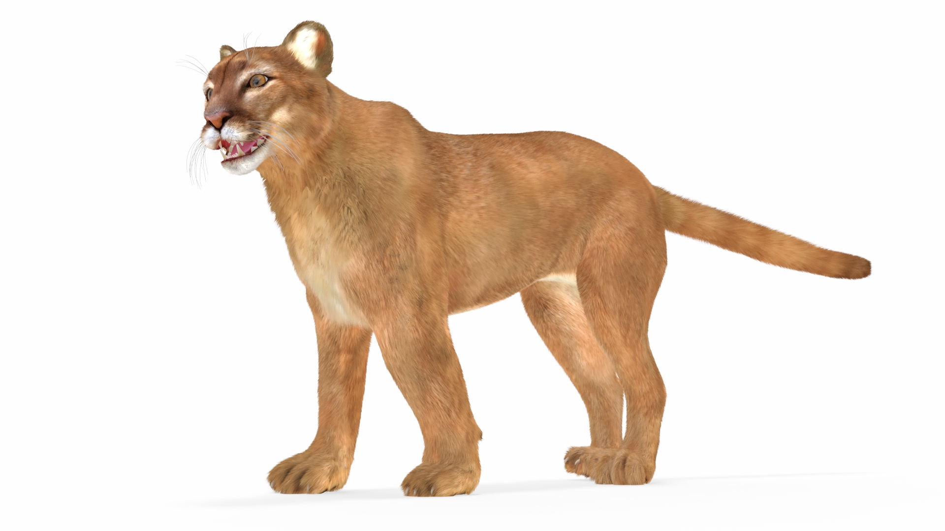3D model Puma Fur Rigged