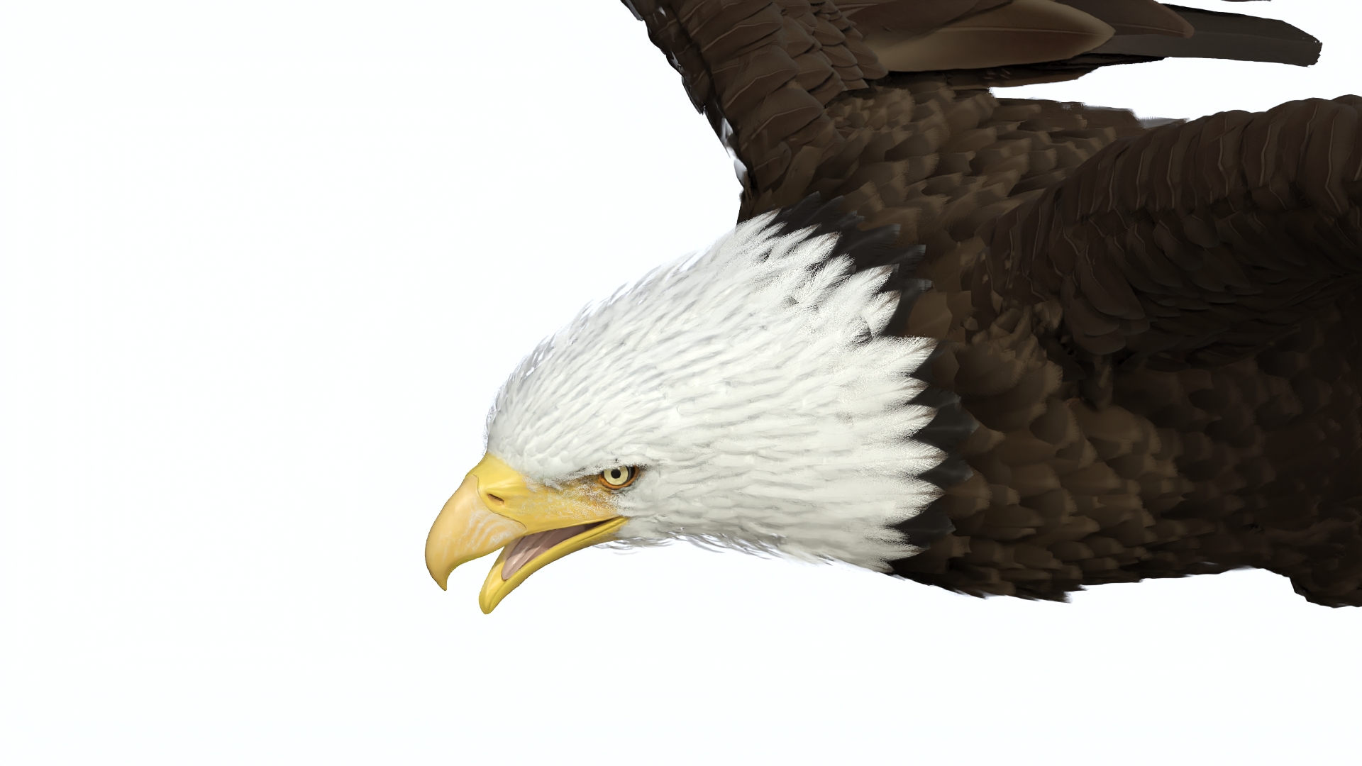 3D model Bald Eagle in Flight