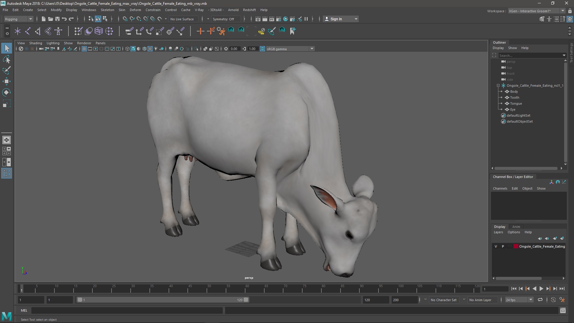 Ongole Cattle Female Eating 3D