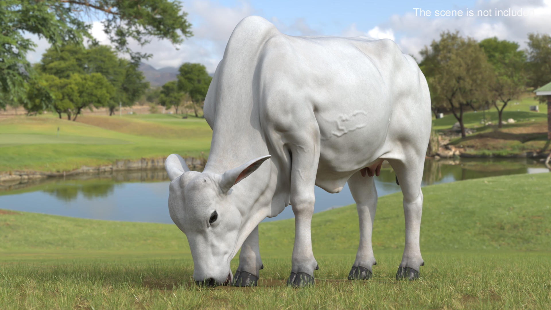 Ongole Cattle Female Eating 3D