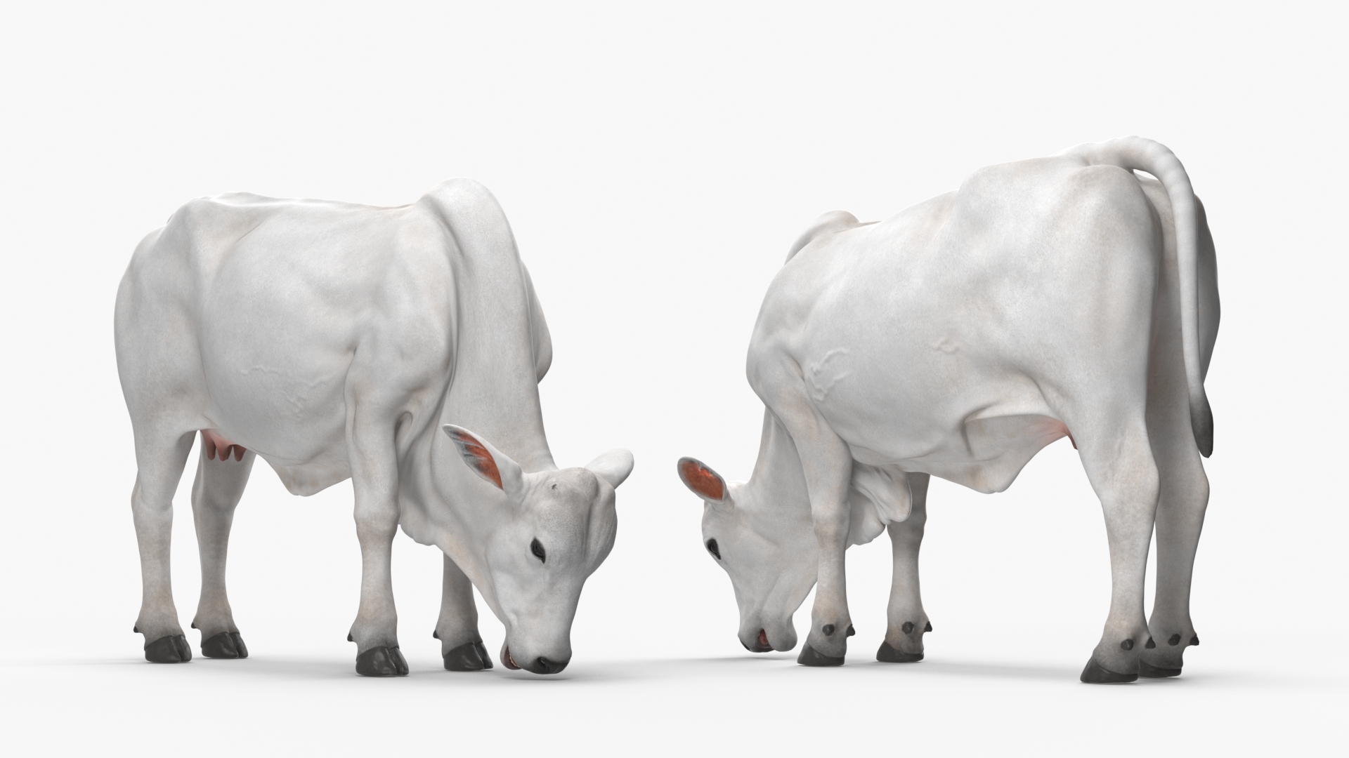 Ongole Cattle Female Eating 3D