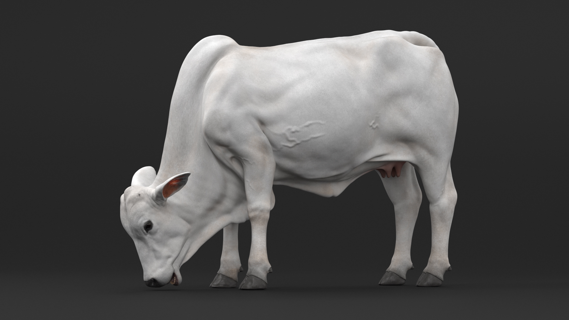 Ongole Cattle Female Eating 3D