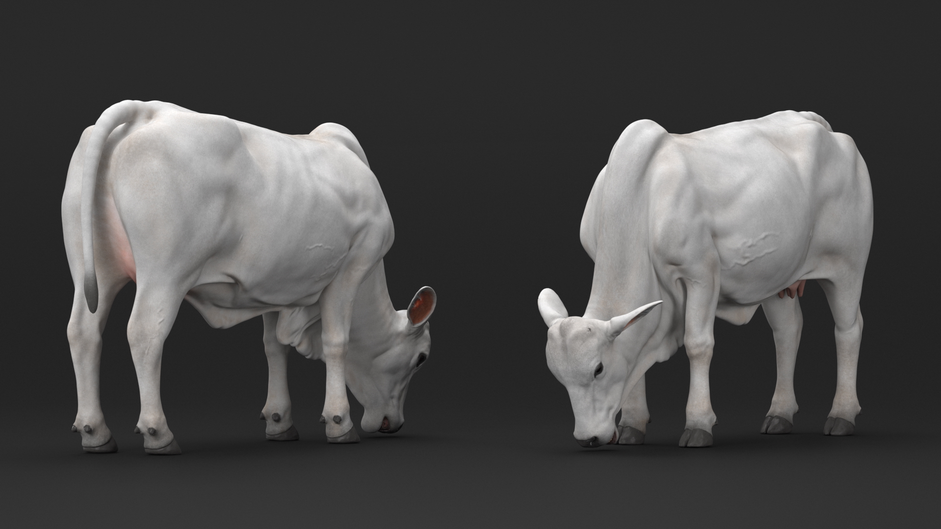 Ongole Cattle Female Eating 3D