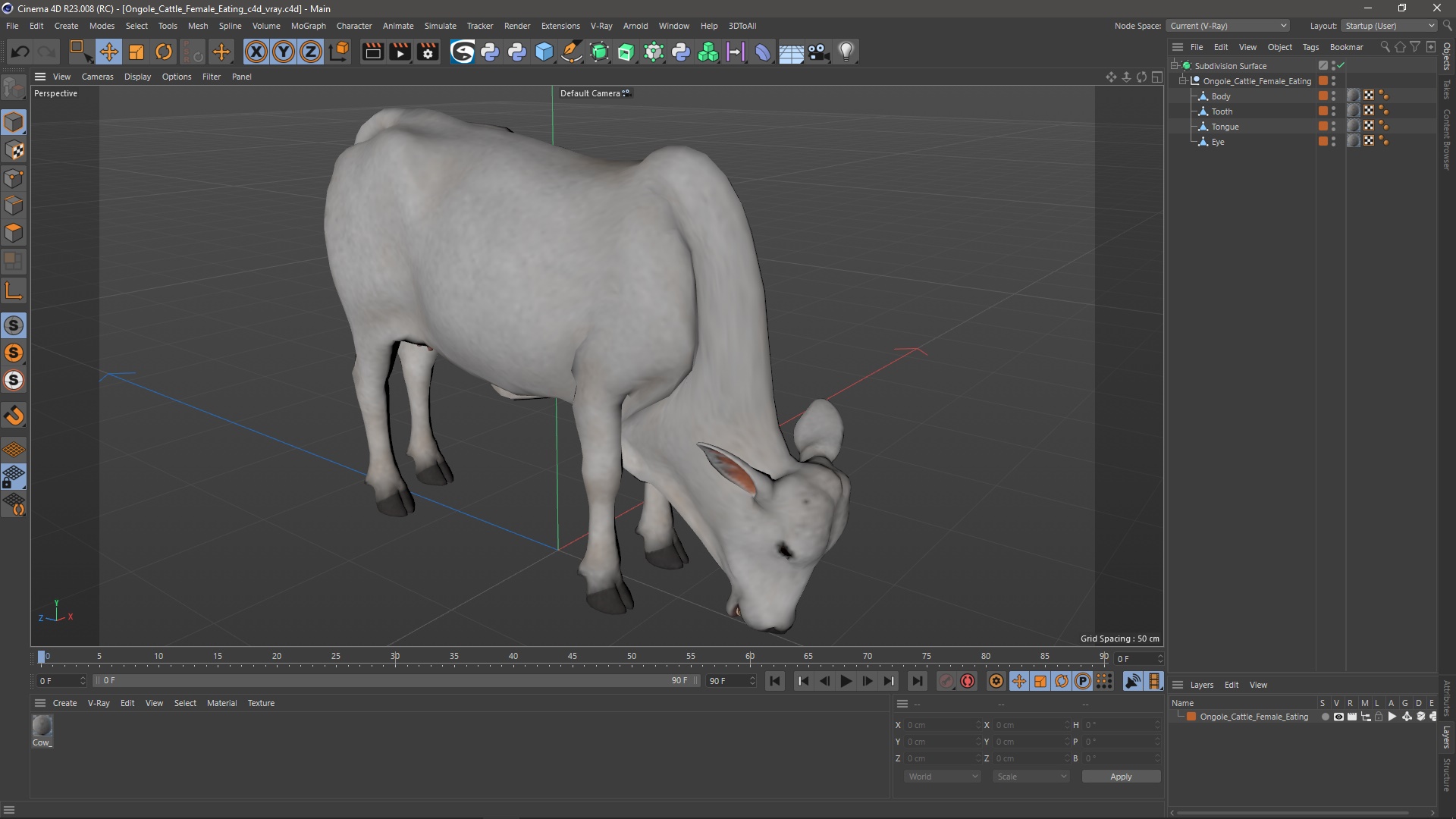 Ongole Cattle Female Eating 3D