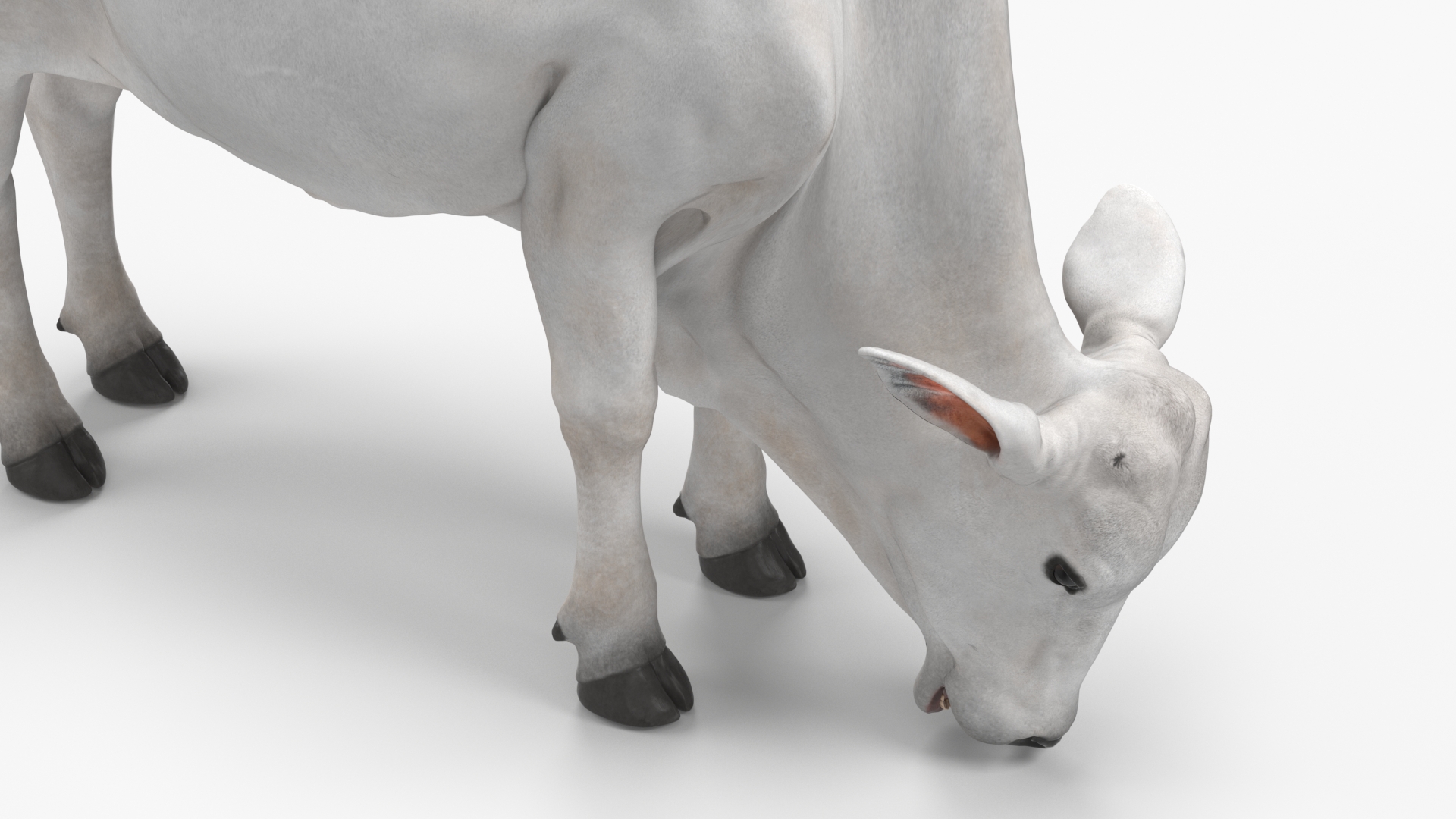 Ongole Cattle Female Eating 3D