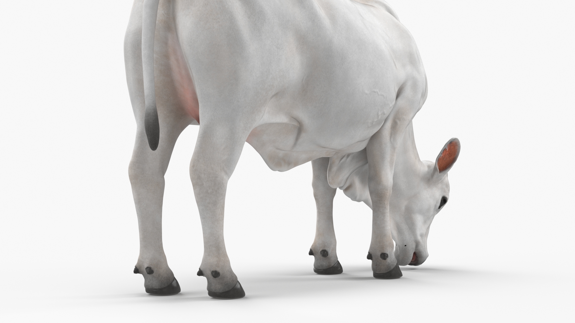 Ongole Cattle Female Eating 3D