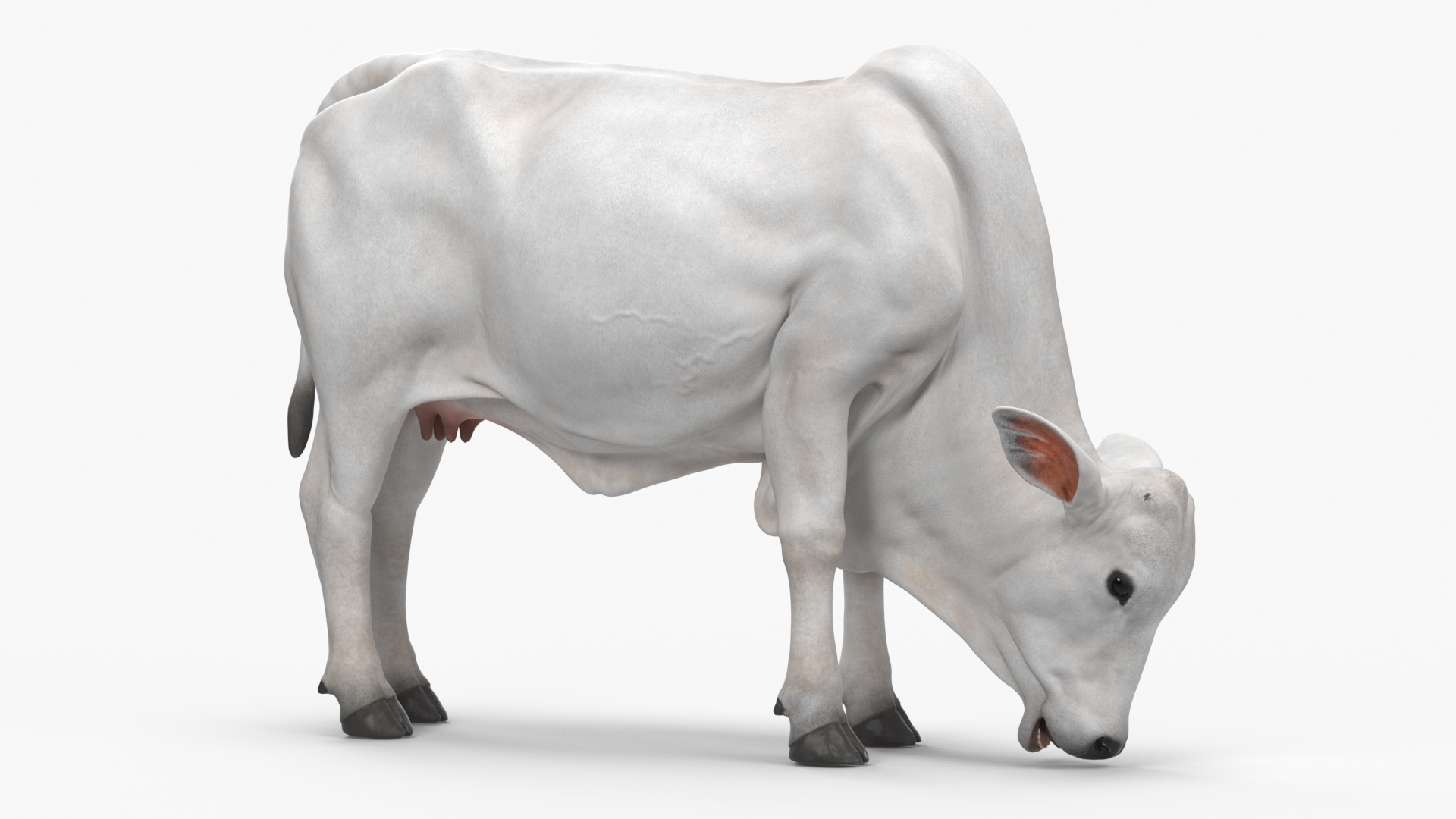 Ongole Cattle Female Eating 3D