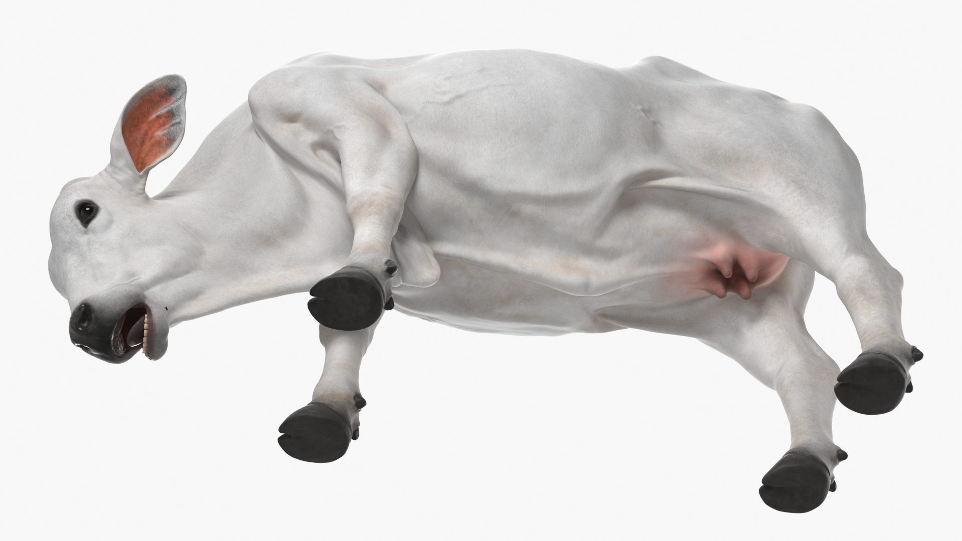 Ongole Cattle Female Eating 3D