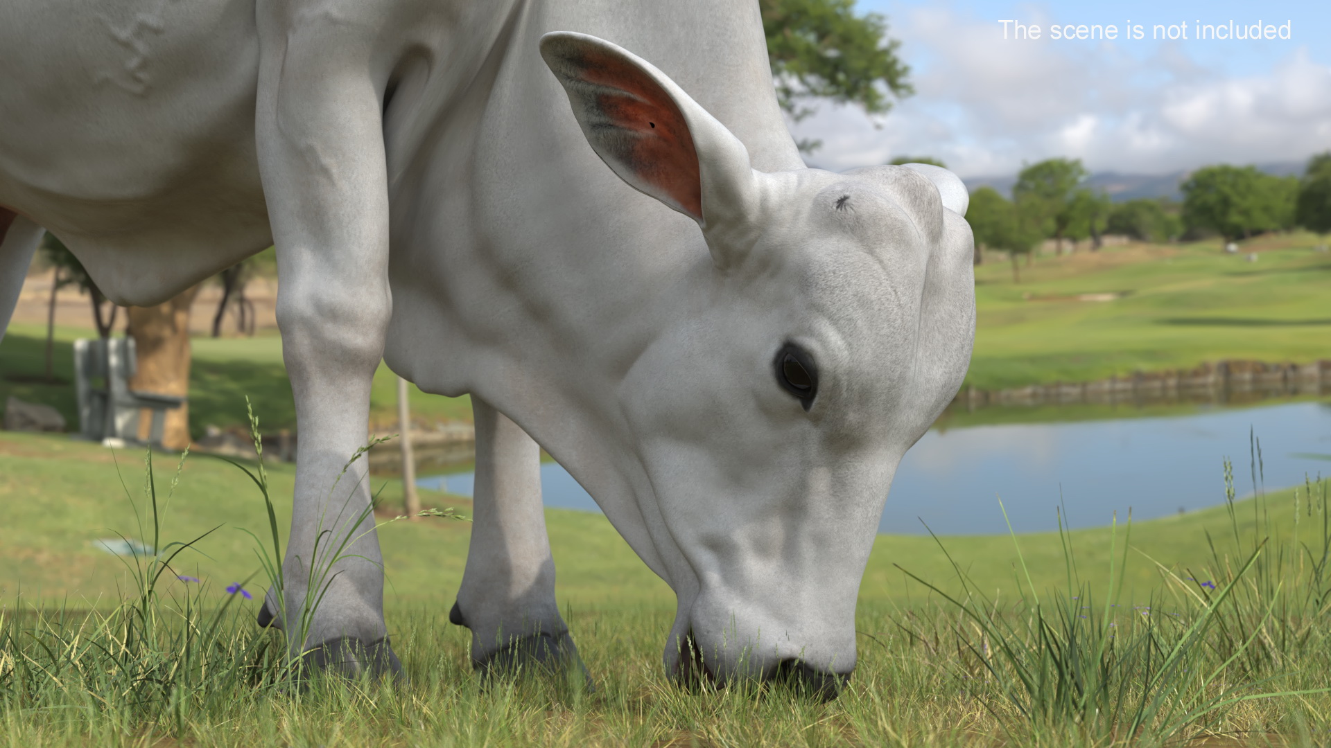 Ongole Cattle Female Eating 3D