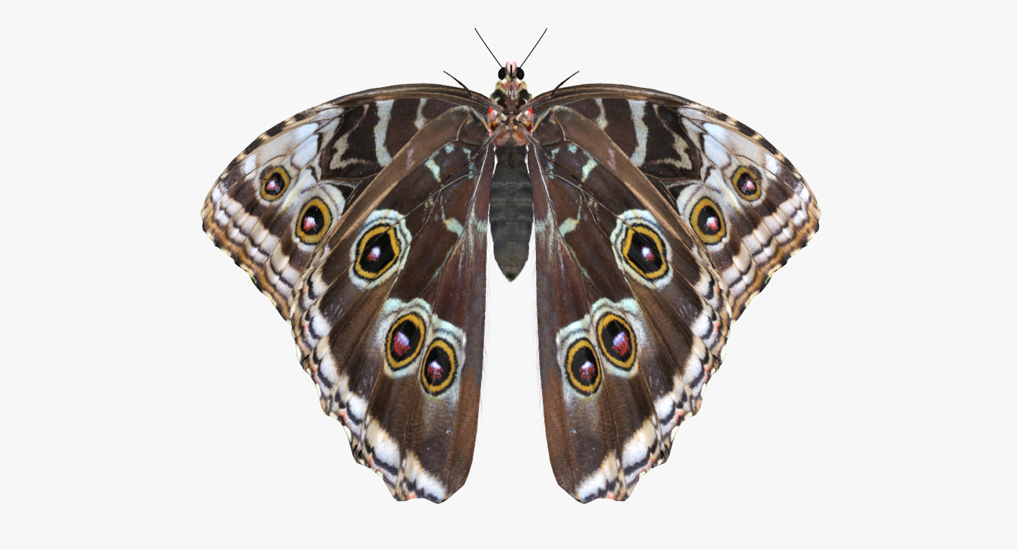 3D Morpho Peleides Butterfly Rigged with Fur