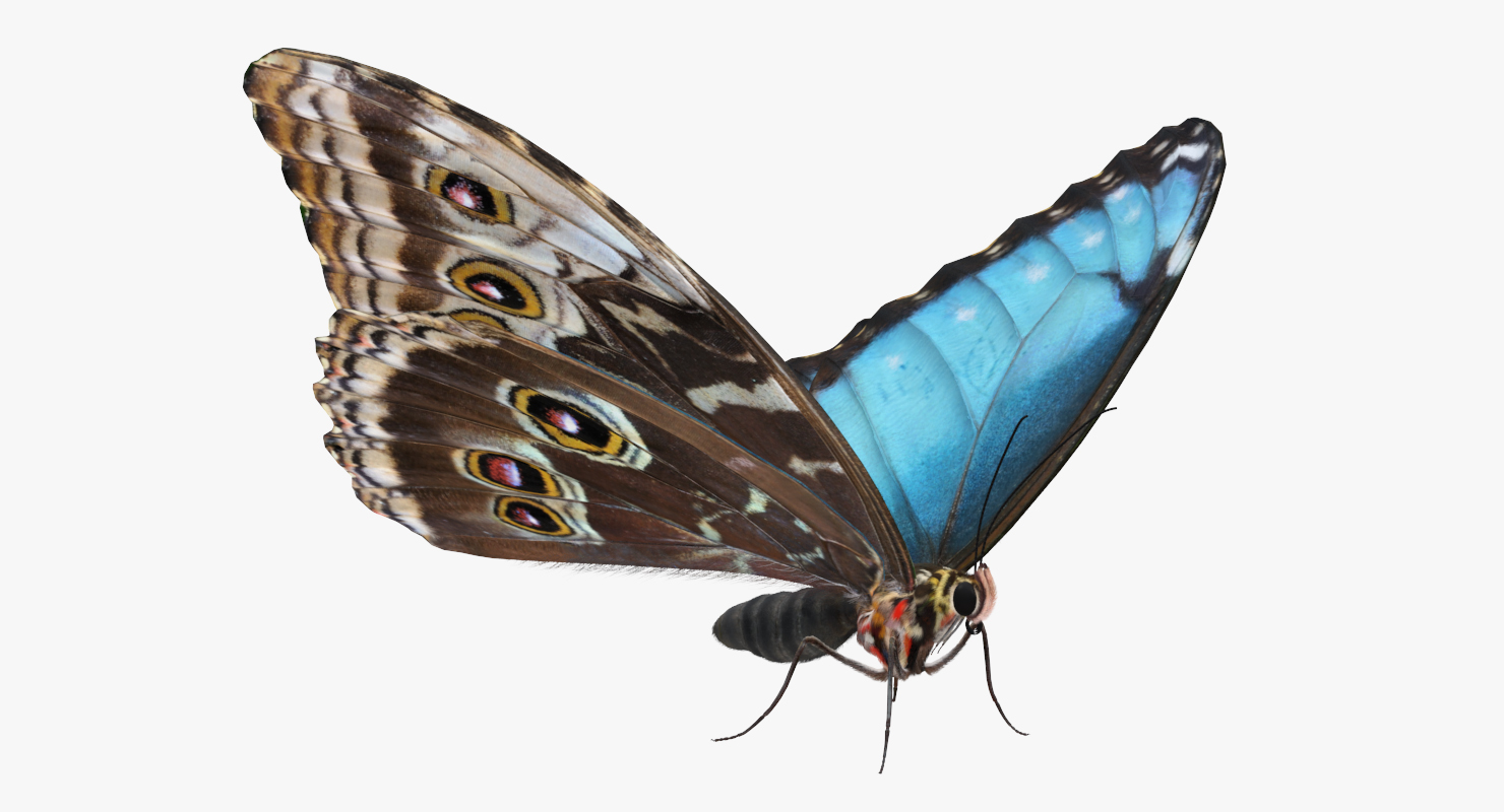 3D Morpho Peleides Butterfly Rigged with Fur